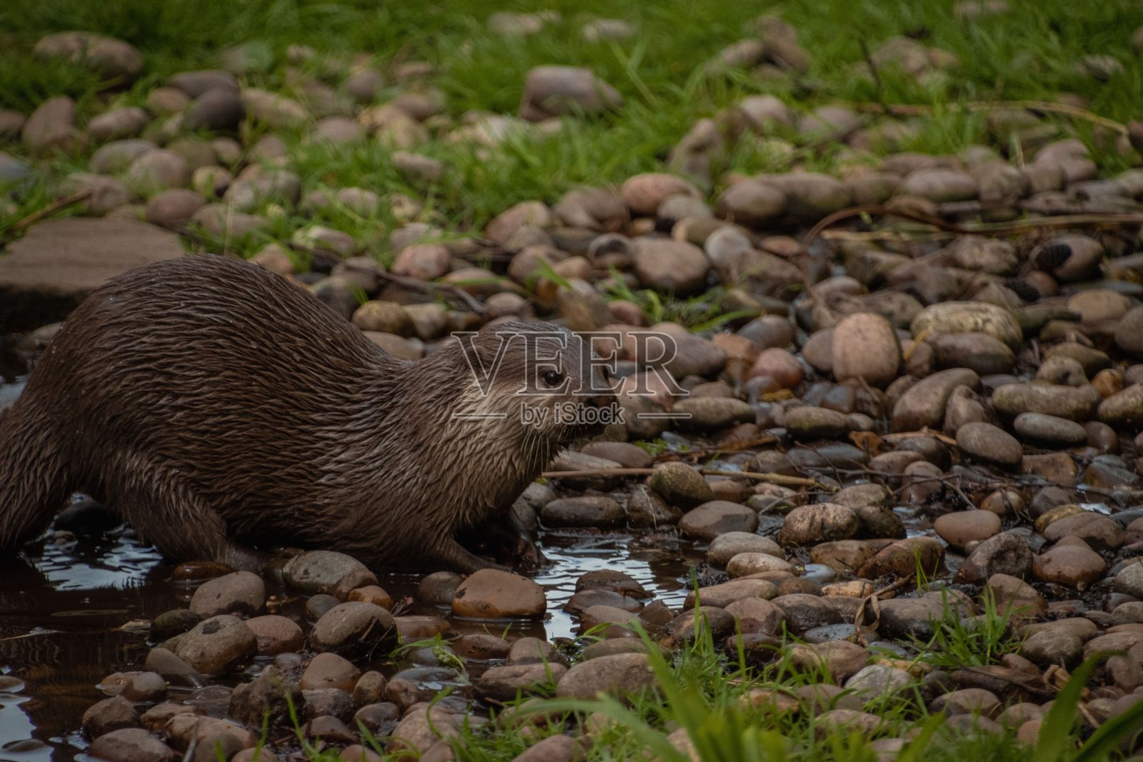 动物园里一只亚洲小爪水獭的特写照片摄影图片