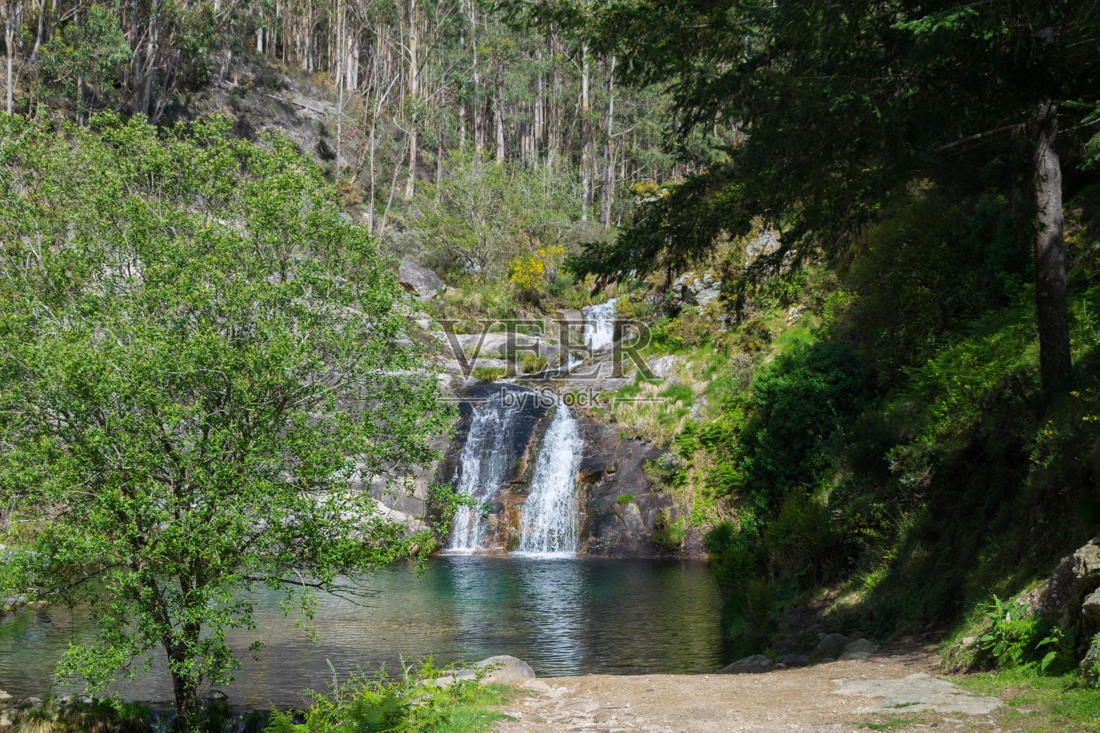 森林中被植被包围的小瀑布。莫加斯-加利西亚照片摄影图片