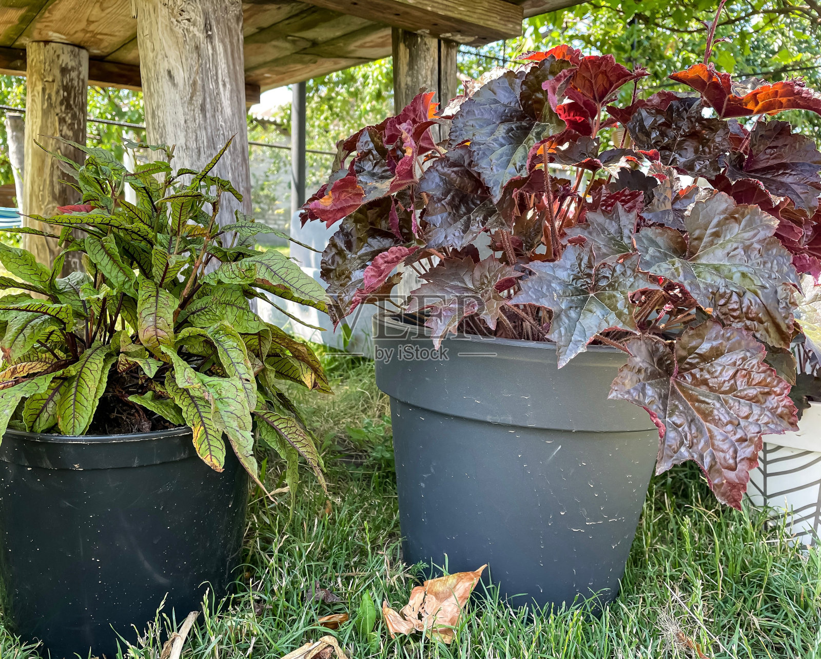 花园里装饰的Heuchera室内植物照片摄影图片