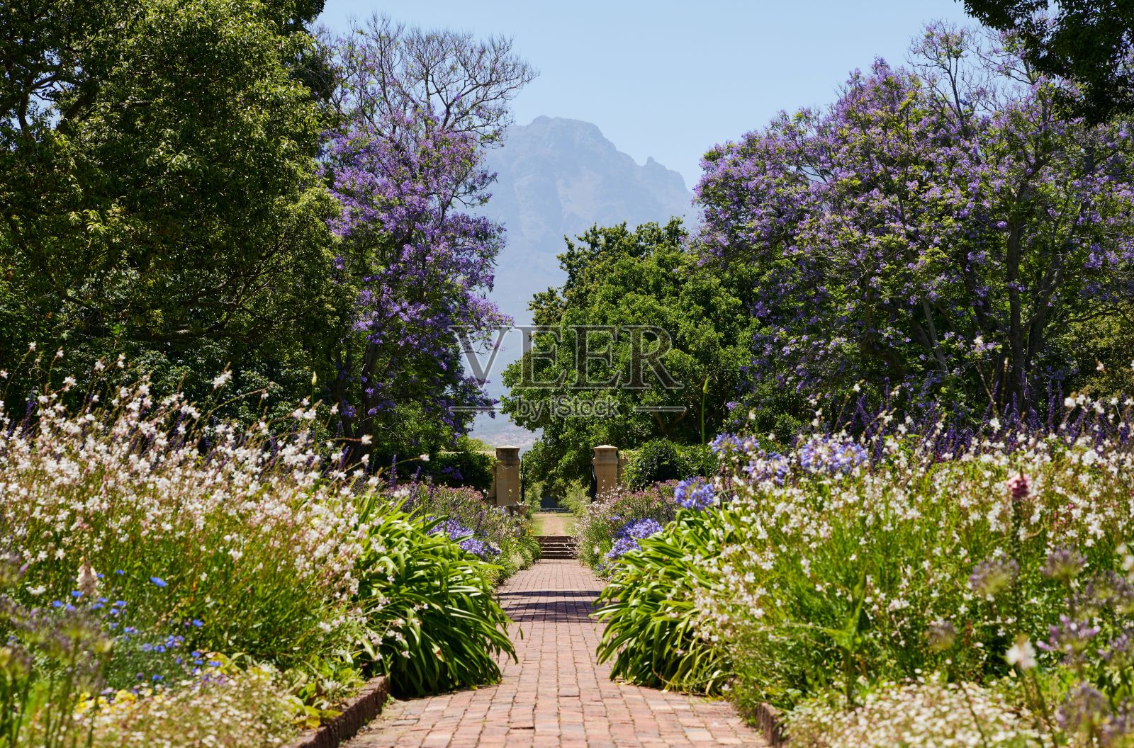 Vergelegen葡萄酒庄园花园的风景照片，美丽的树木和花朵盛开照片摄影图片