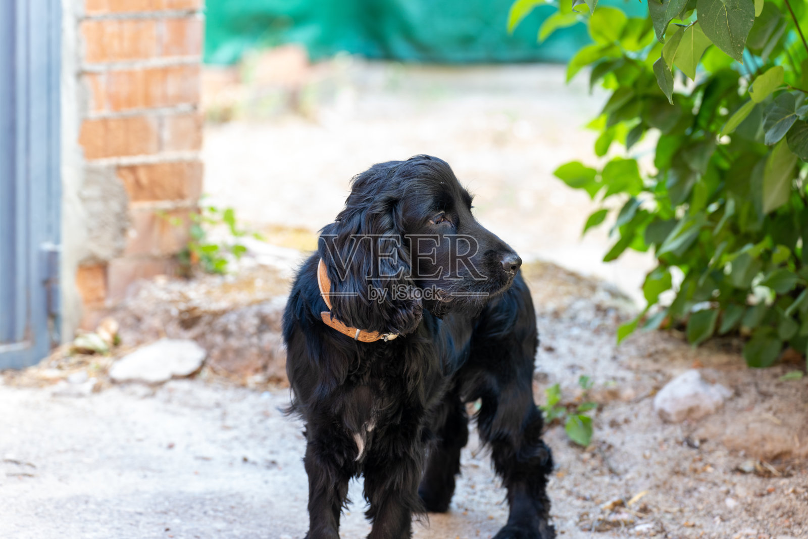 狗照片摄影图片