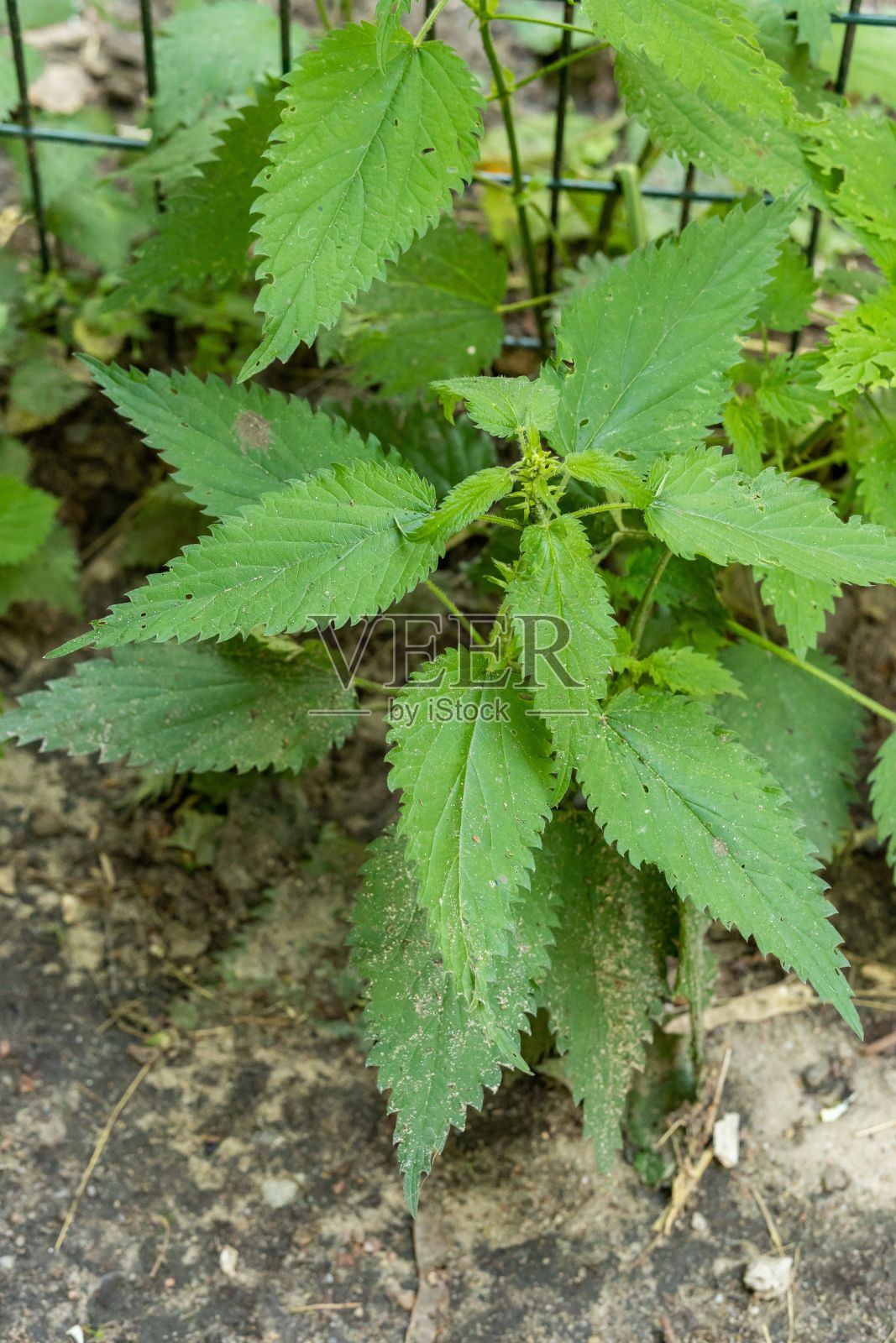 街道上生长的荨麻丛的垂直镜头。照片摄影图片
