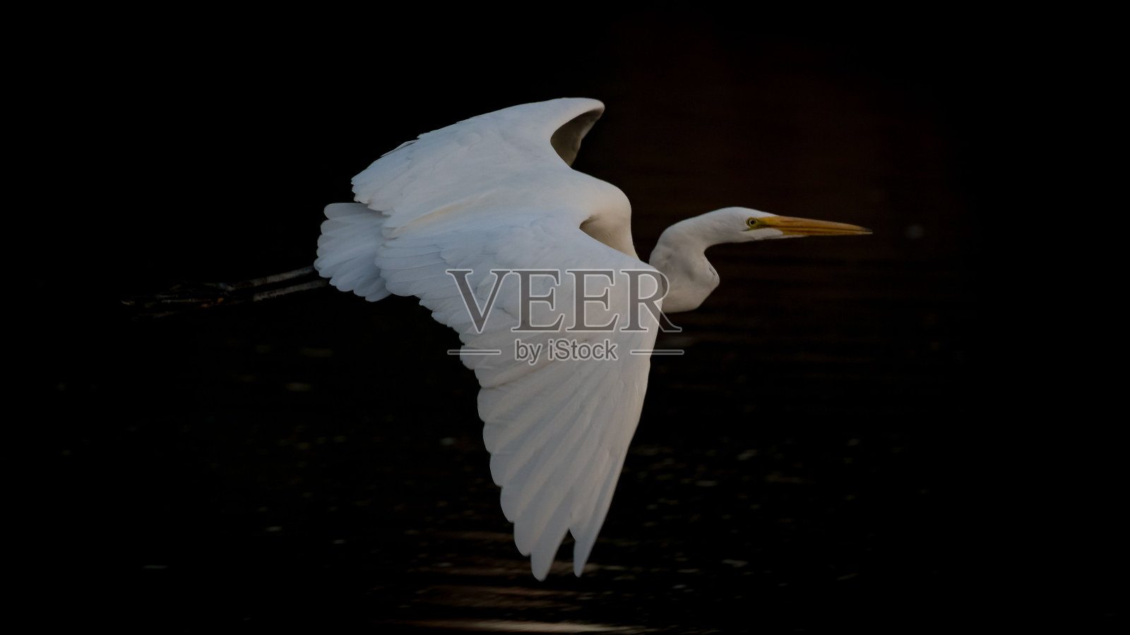 美丽的大白鹭在黑暗的背景上飞翔照片摄影图片