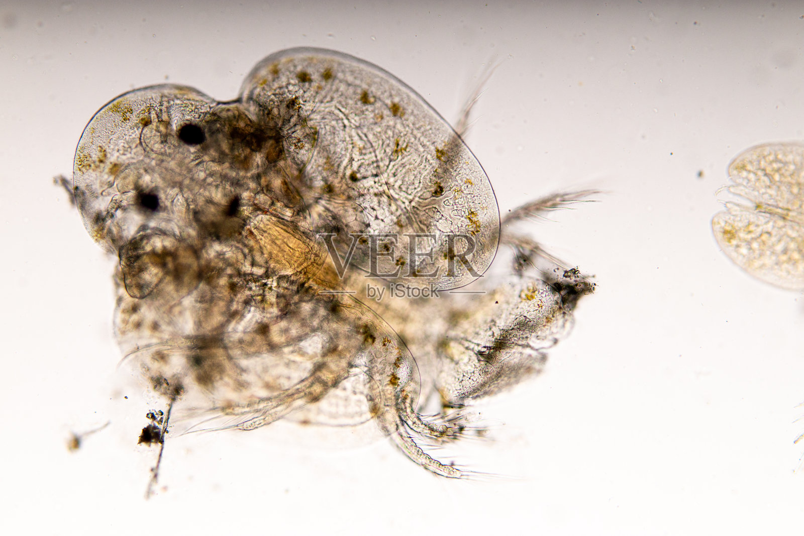 在实验室显微镜下观察芝麻属和芝麻属的研究。照片摄影图片