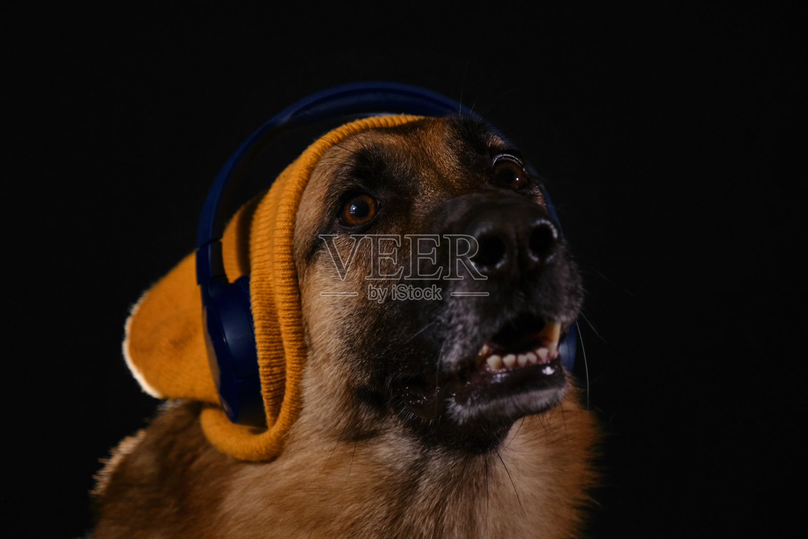 潮狗音乐爱好者。狗的概念看起来像人。快乐的德国牧羊犬头上戴着黄色针织帽，戴着耳机听音乐，工作室肖像特写在黑色背景上。照片摄影图片