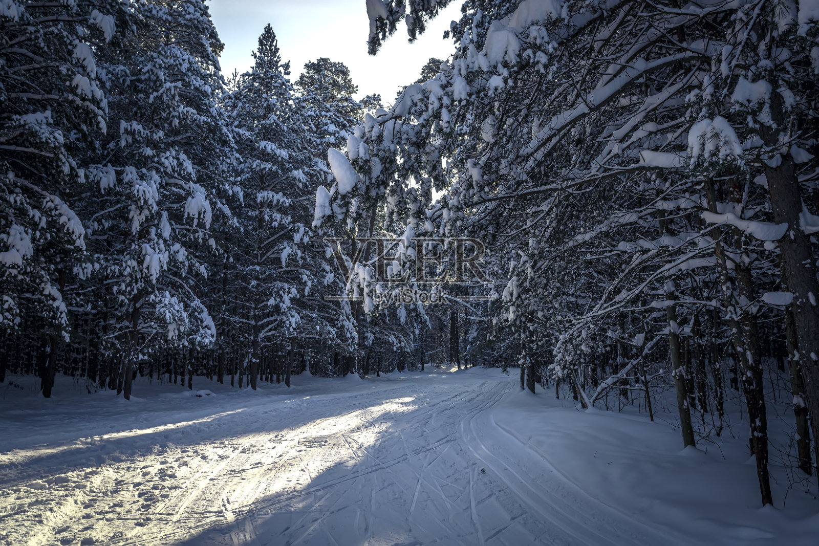 冬季松林中的滑雪道。冬季景观风景与改良的越野滑雪道。照片摄影图片