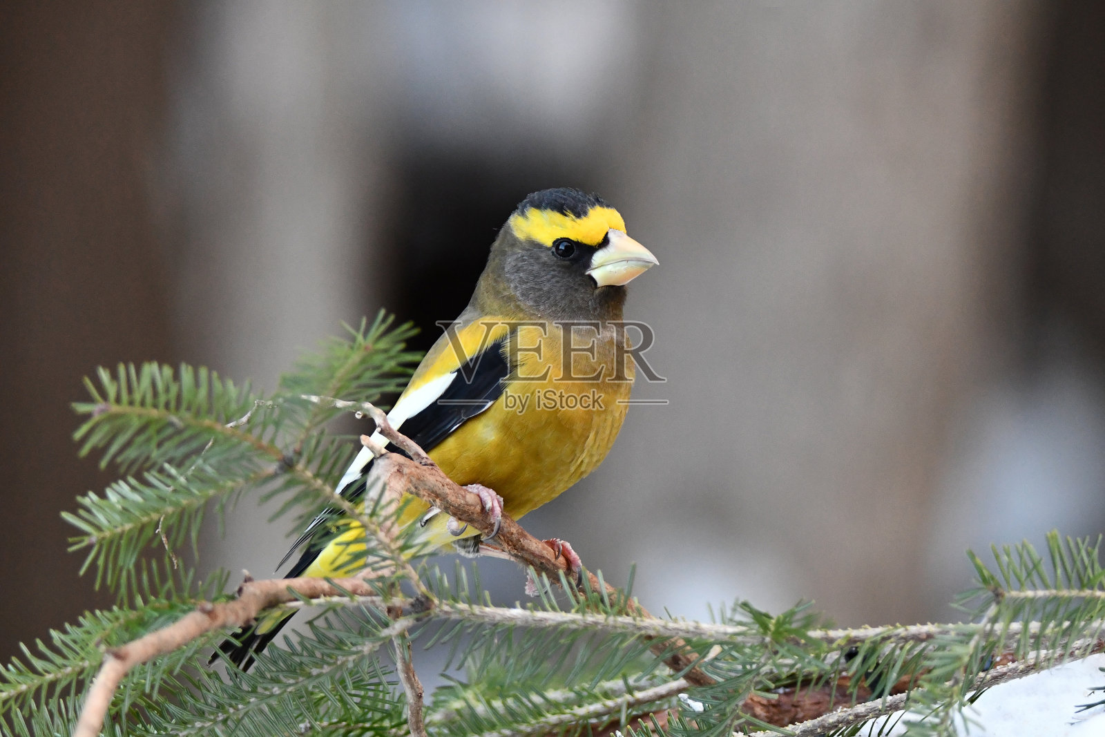 雄性夜喙鸟照片摄影图片