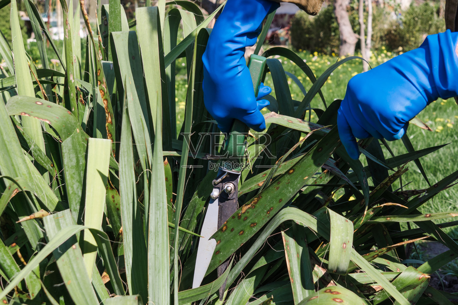 戴着蓝色手套的手拿园艺用品。园艺剪刀修剪树叶。金属剪刀剪下一朵丝兰植物的大绿叶照片摄影图片