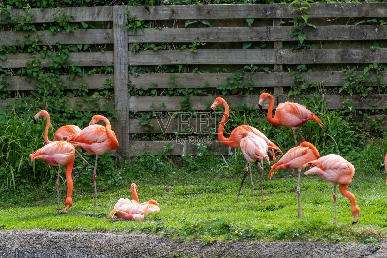 动物园草地上火烈鸟的美丽景色照片摄影图片