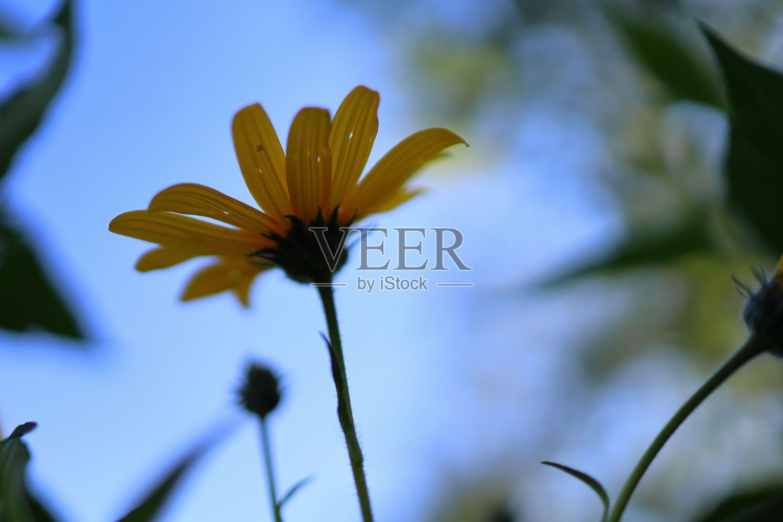 草地上的一株黄色菊芋(Helianthus tuberosus)的特写镜头照片摄影图片