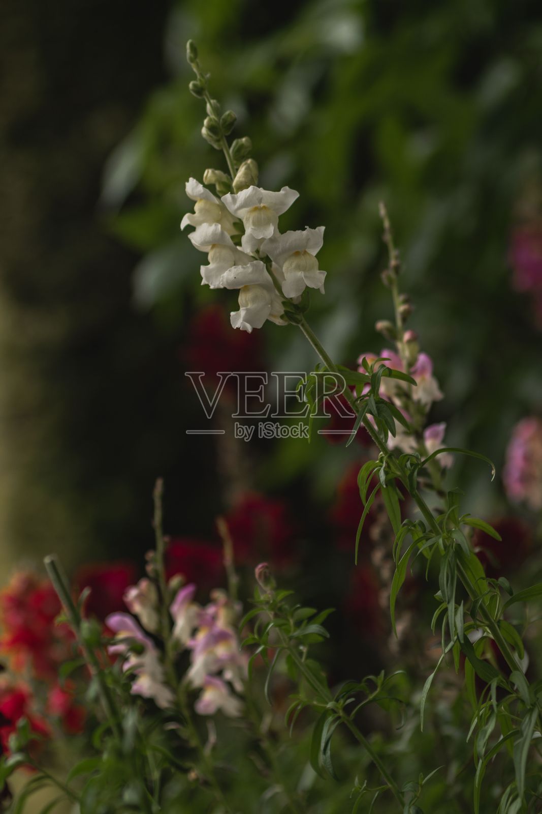 垂直拍摄的白色风信子花照片摄影图片