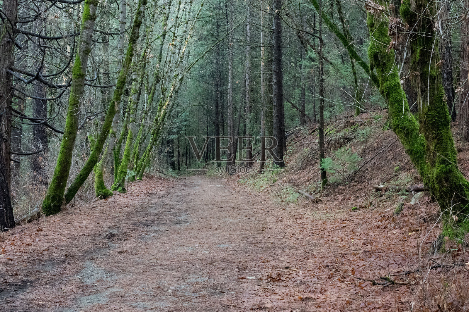 帝国矿州立历史公园的小径，加利福尼亚照片摄影图片