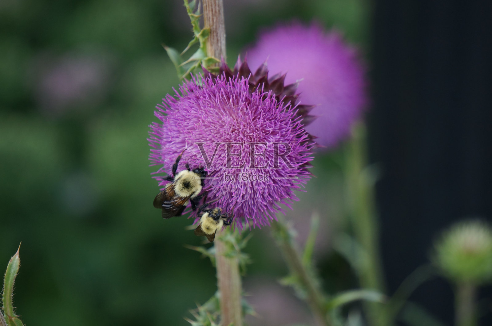 大黄蜂收集蓟花花粉的选择性聚焦镜头照片摄影图片