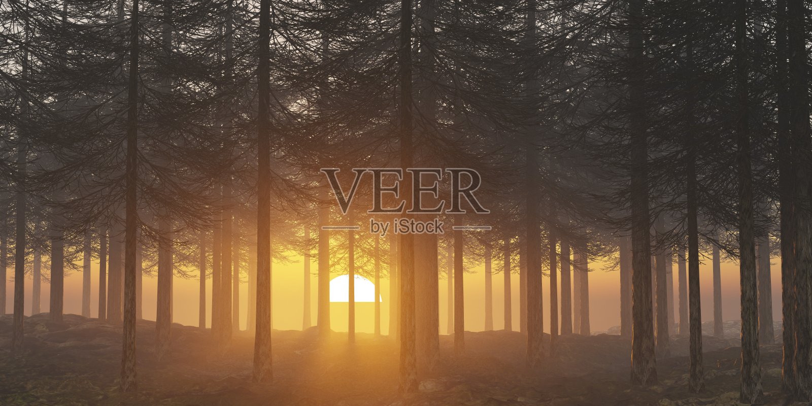 森林自然光线木夜绿雨景观户外3d渲染插图阳光日出照片摄影图片