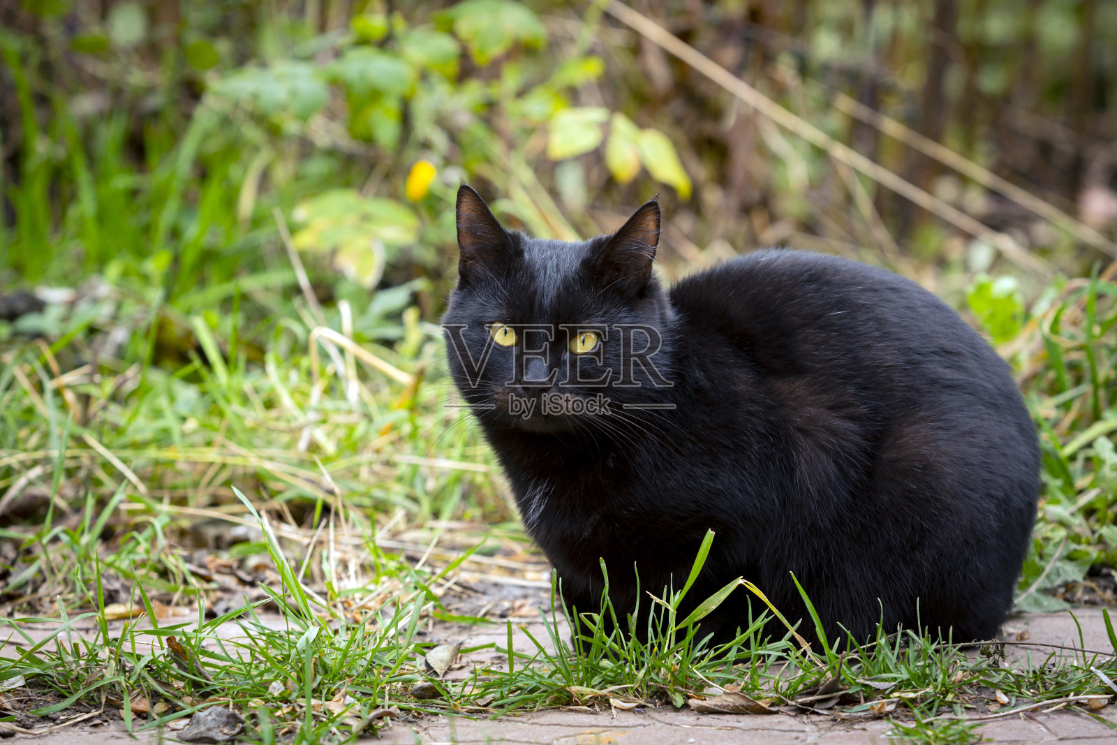 乡村黑猫的特写坐在花园的地块上照片摄影图片