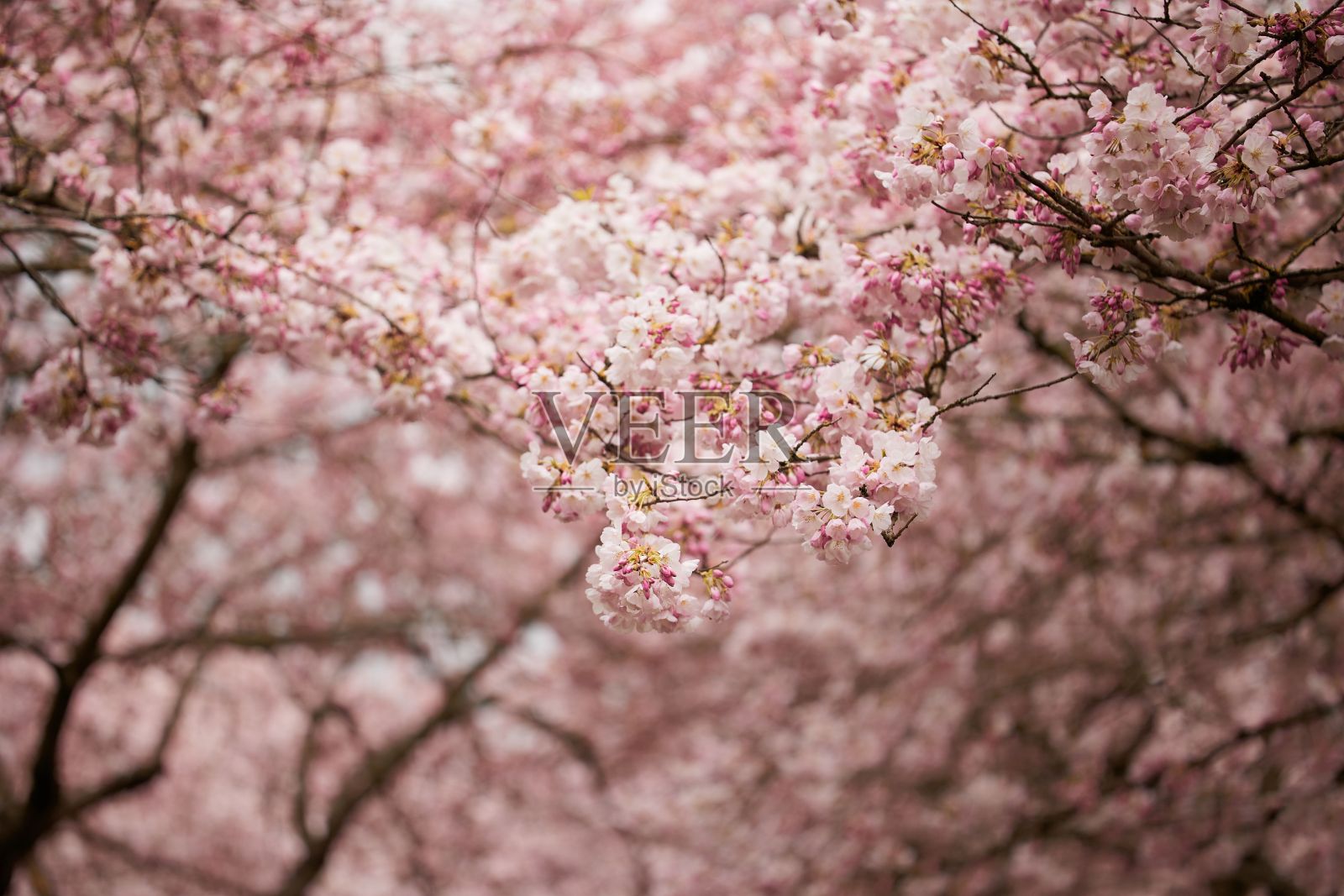 粉红樱花树照片摄影图片