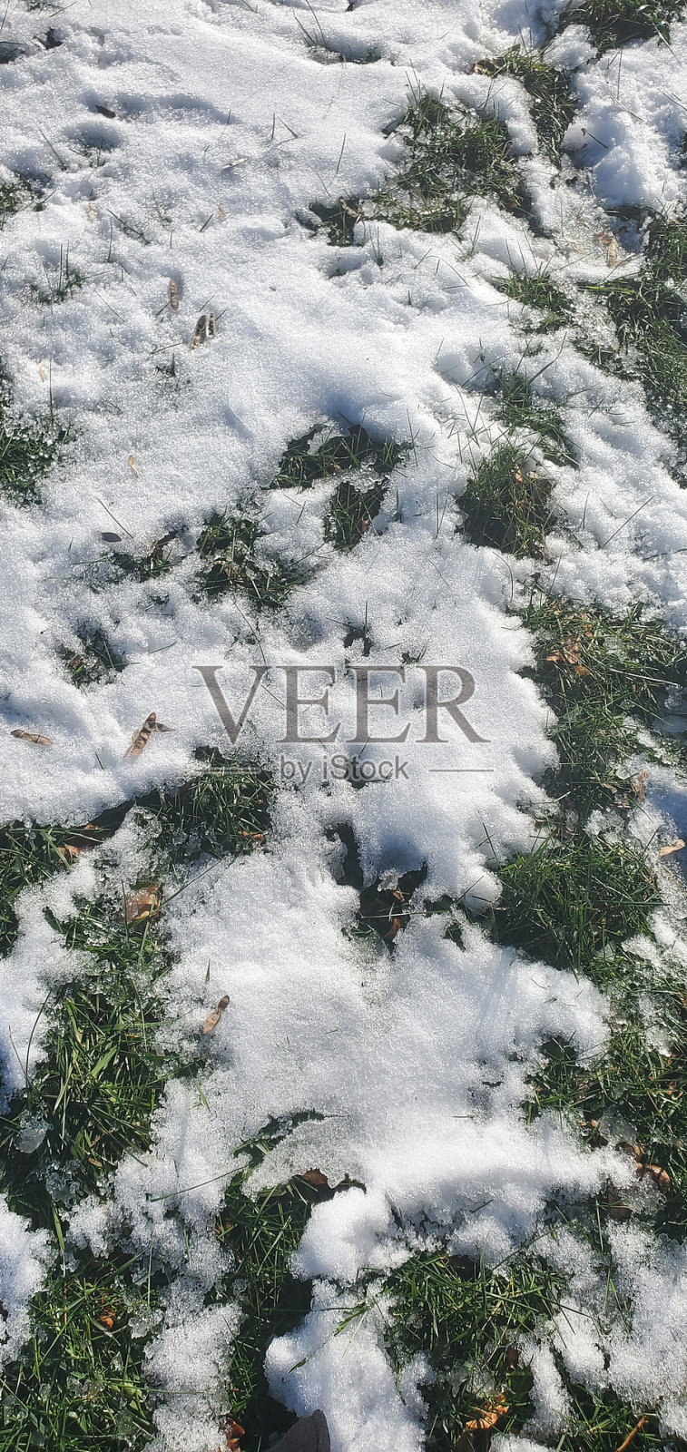 草和雪照片摄影图片