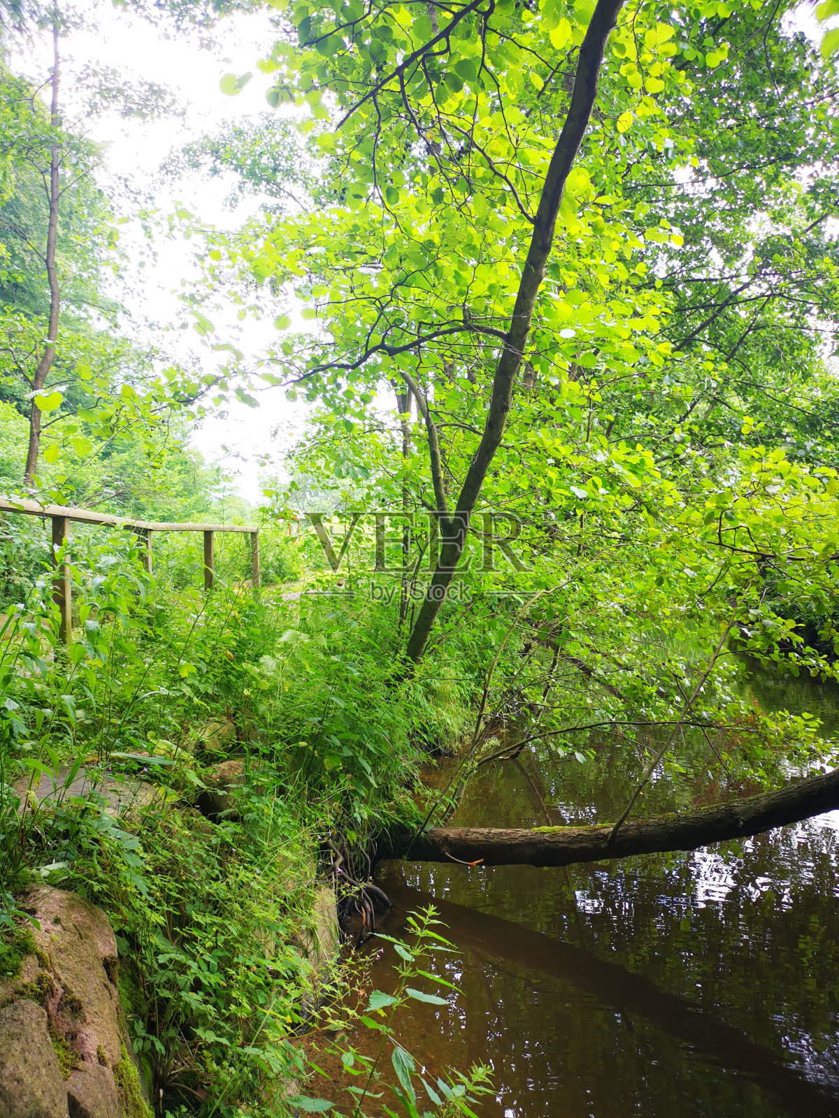 茂密森林中的河流美景照片摄影图片