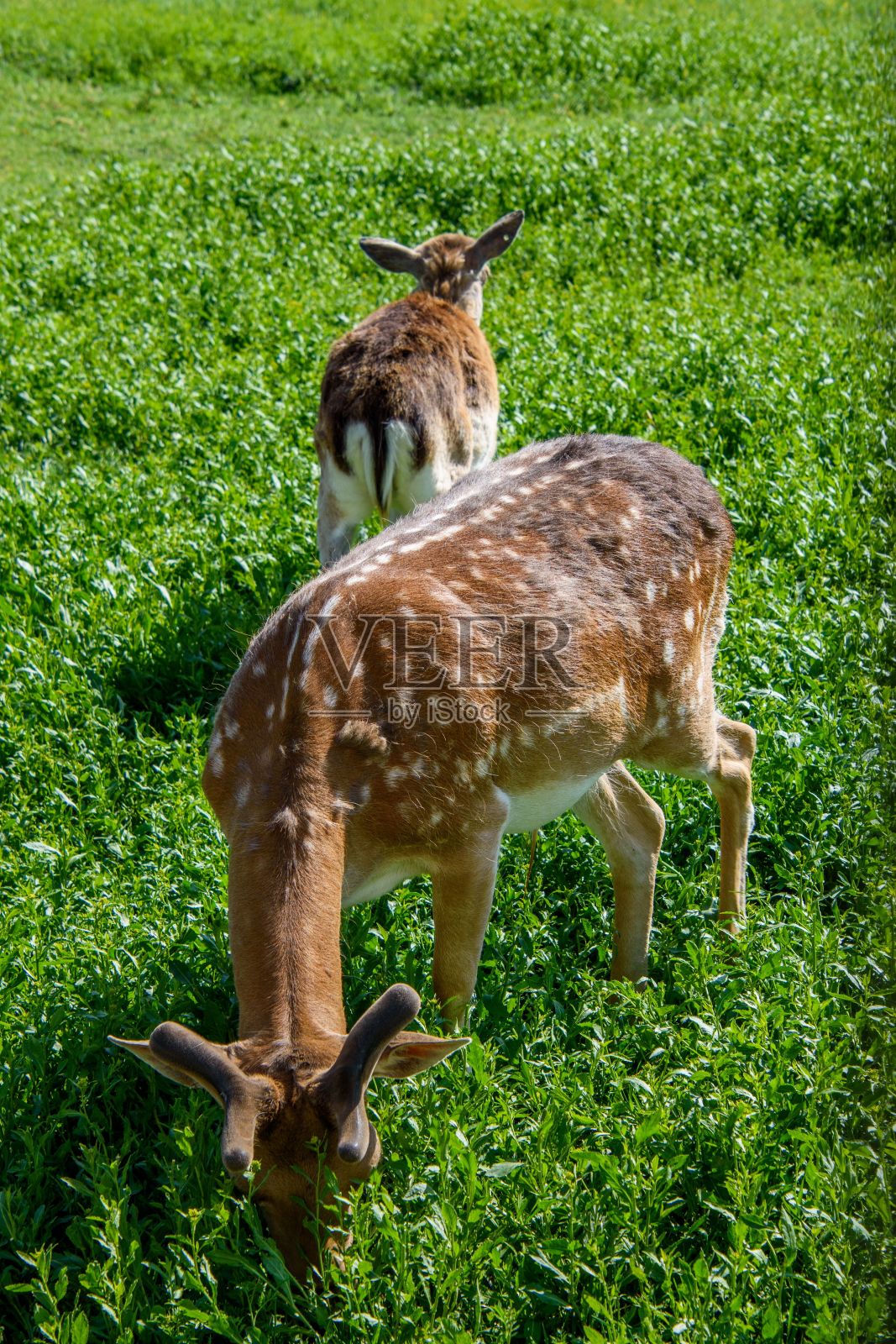 垂直的美丽的欧洲休闲鹿与白色斑点捕捉在草地上吃草照片摄影图片