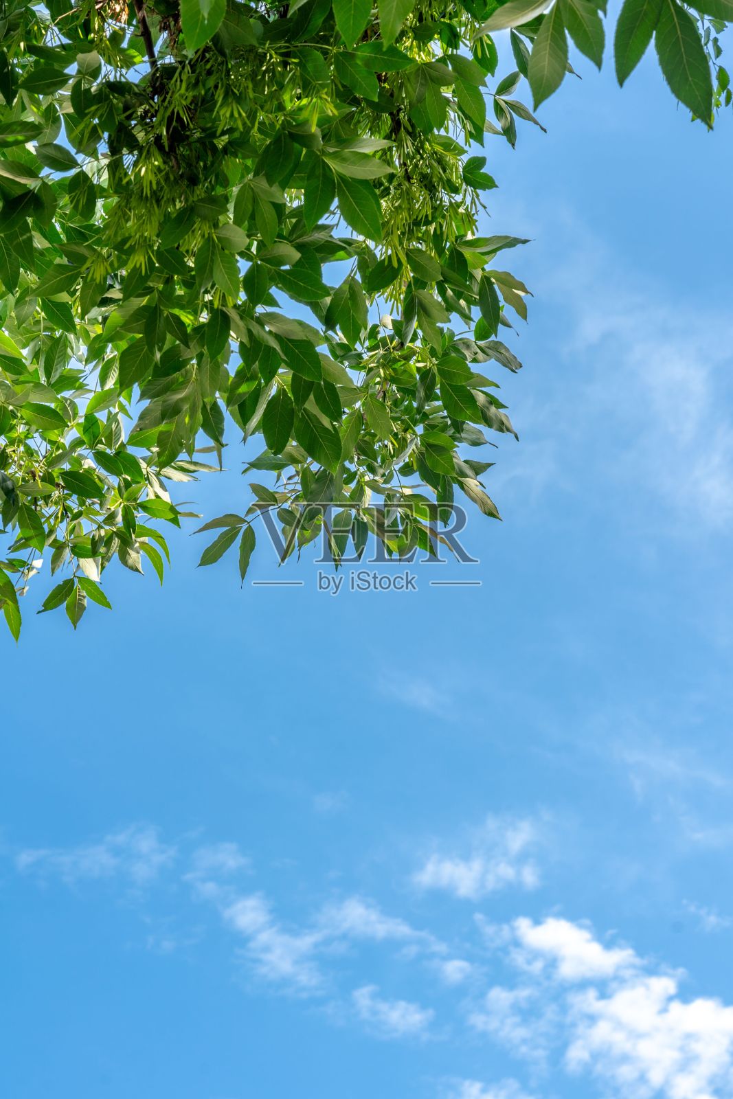 透过树叶看到的多云天空的美丽景色照片摄影图片