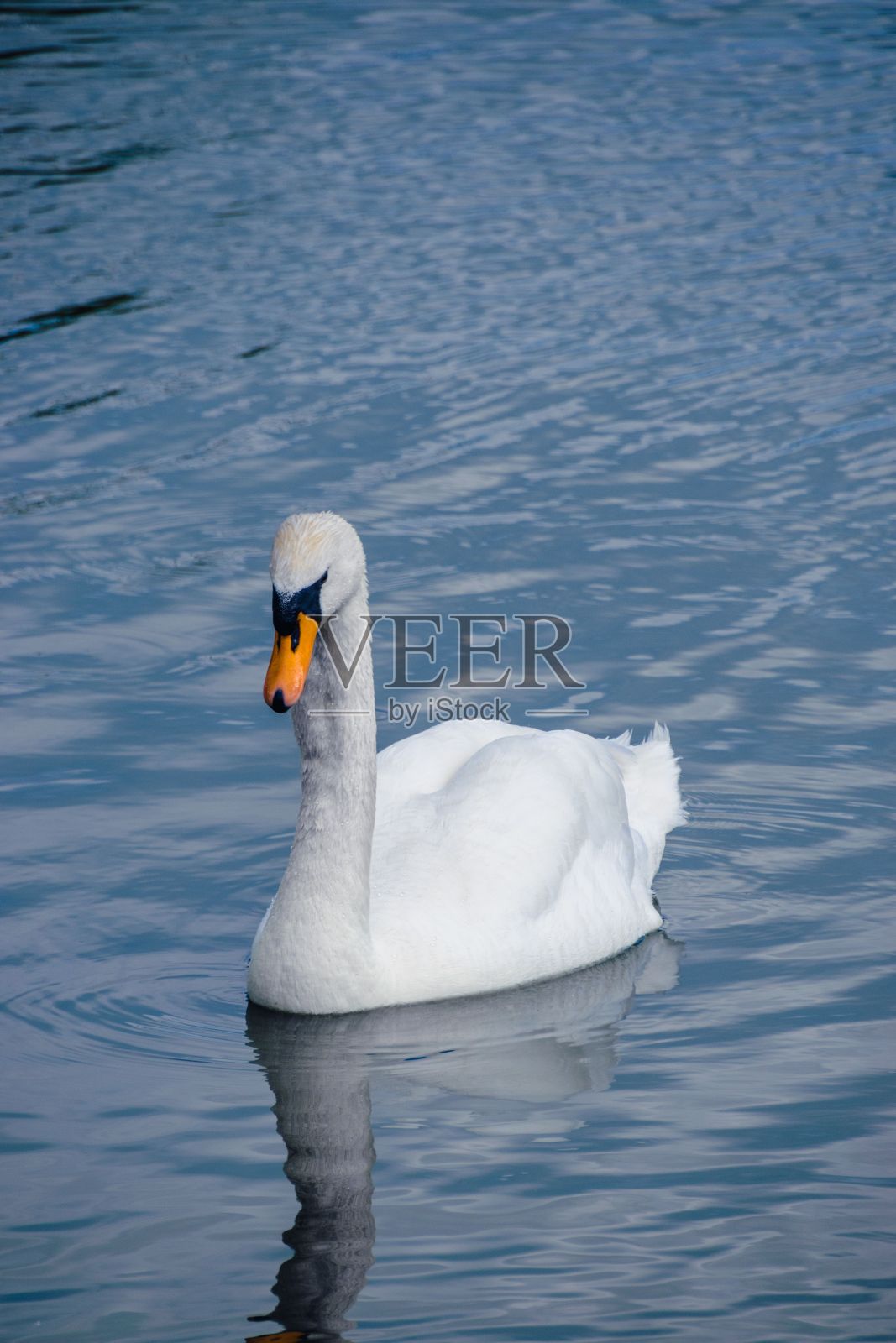 一只白天鹅在池塘里游泳的垂直镜头照片摄影图片
