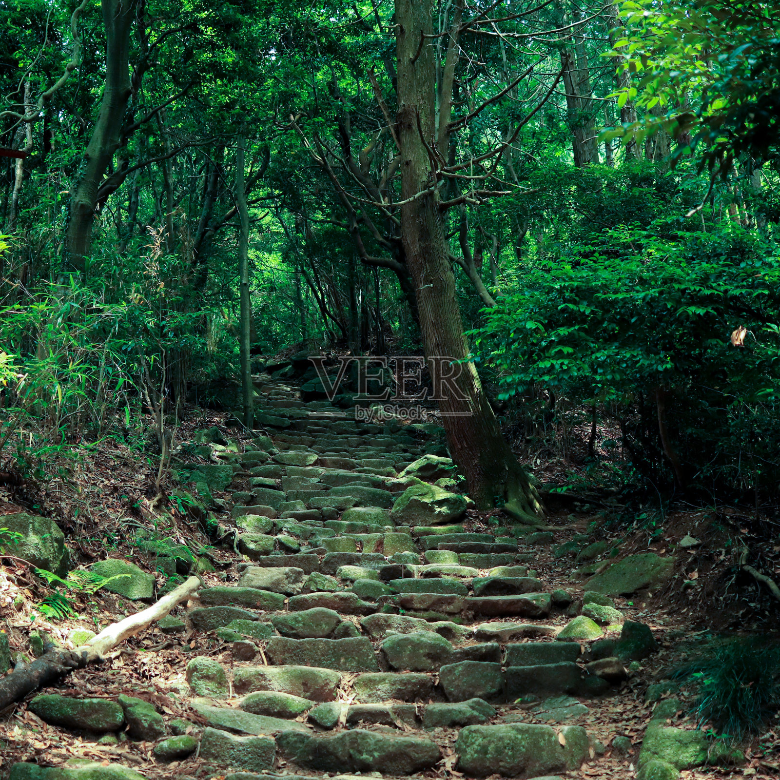 石头楼梯穿过神奇的绿色森林照片摄影图片