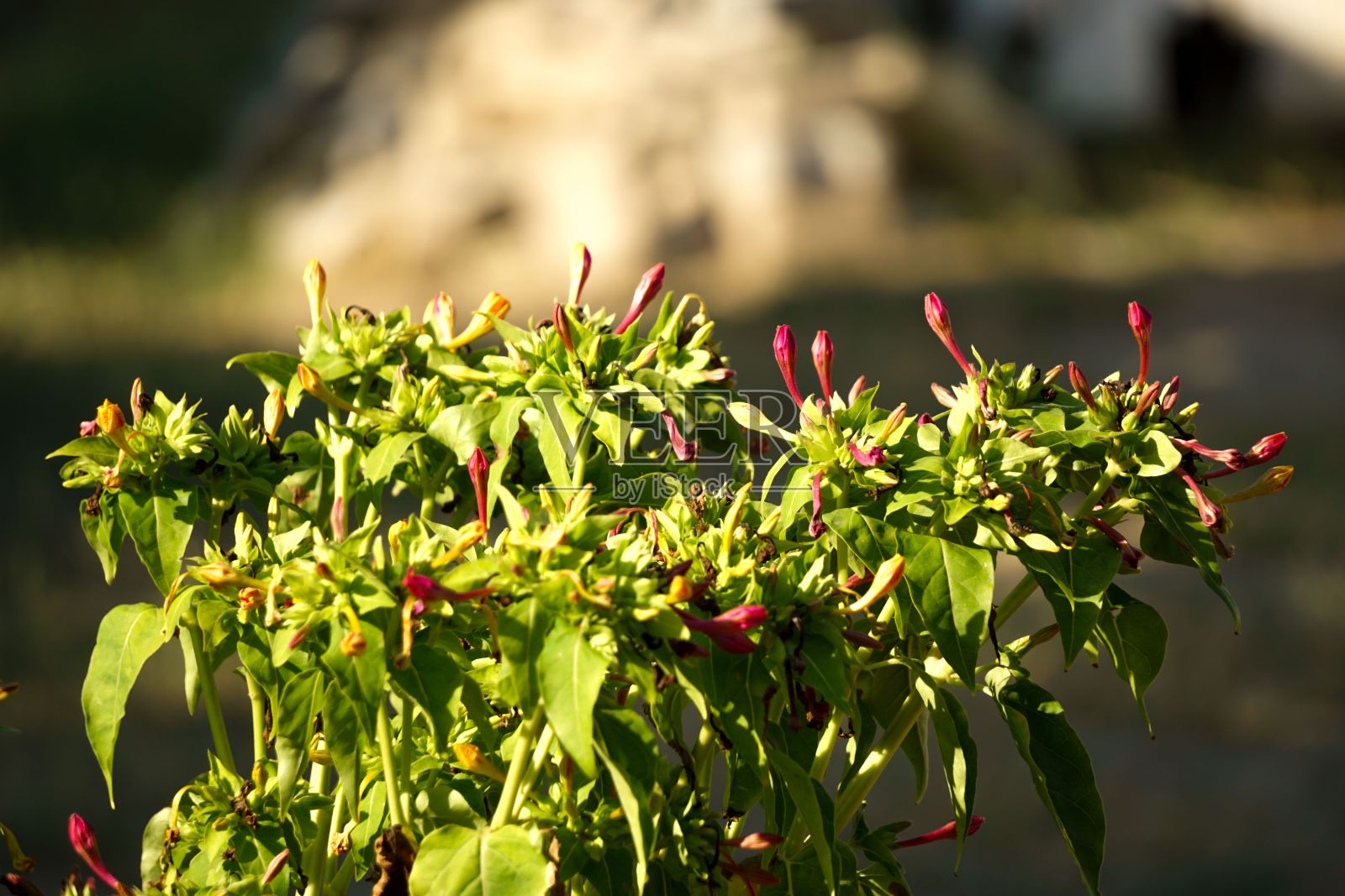 紫茉莉花的特写照片摄影图片