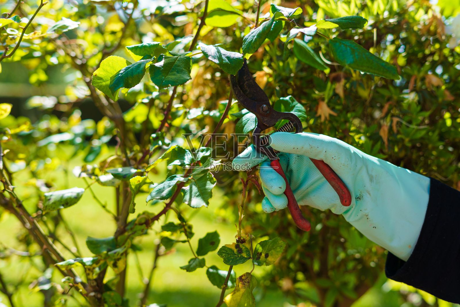 女人的手戴着手套在做园艺照片摄影图片