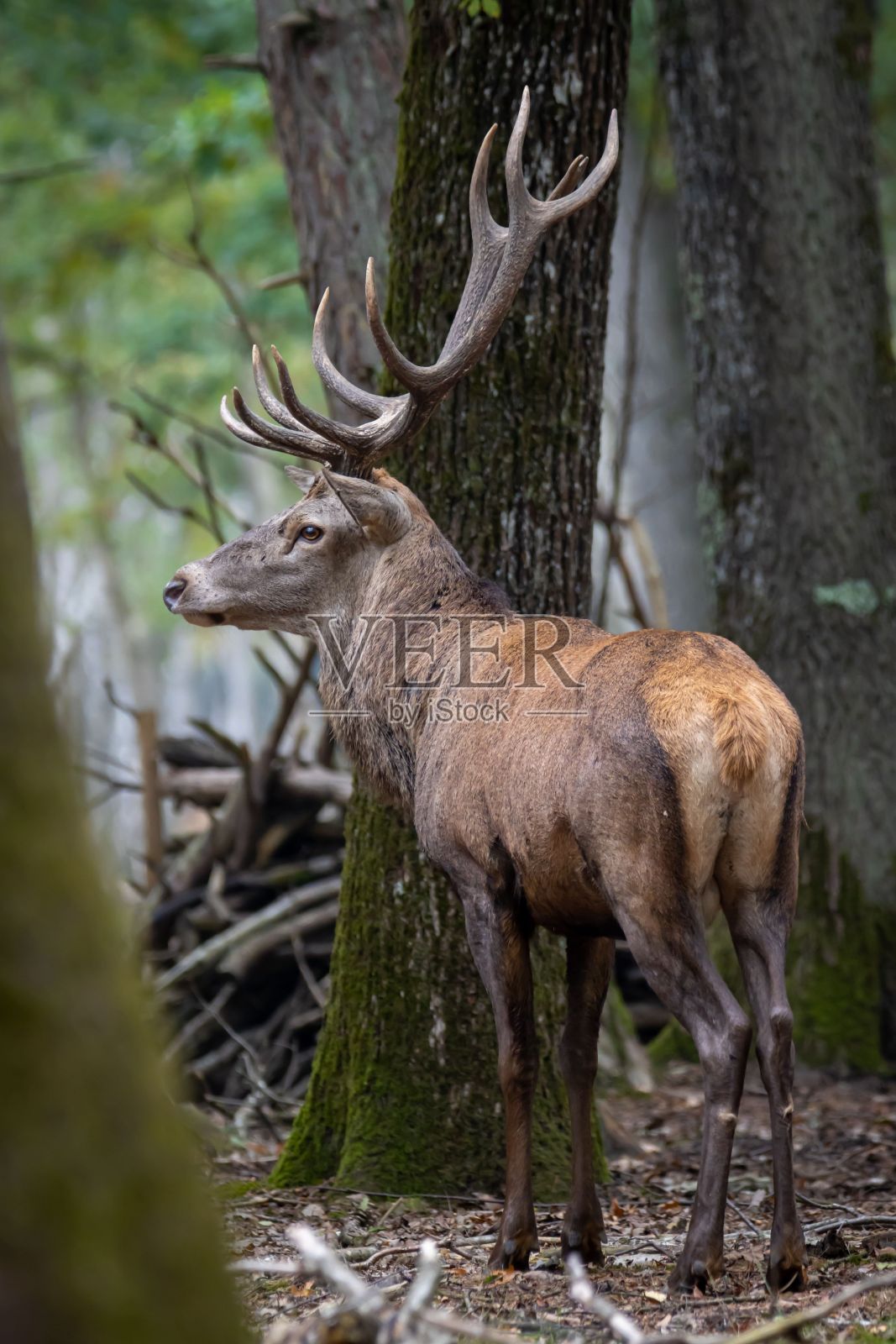 垂直拍摄的一只美丽的鹿在它的自然栖息地照片摄影图片