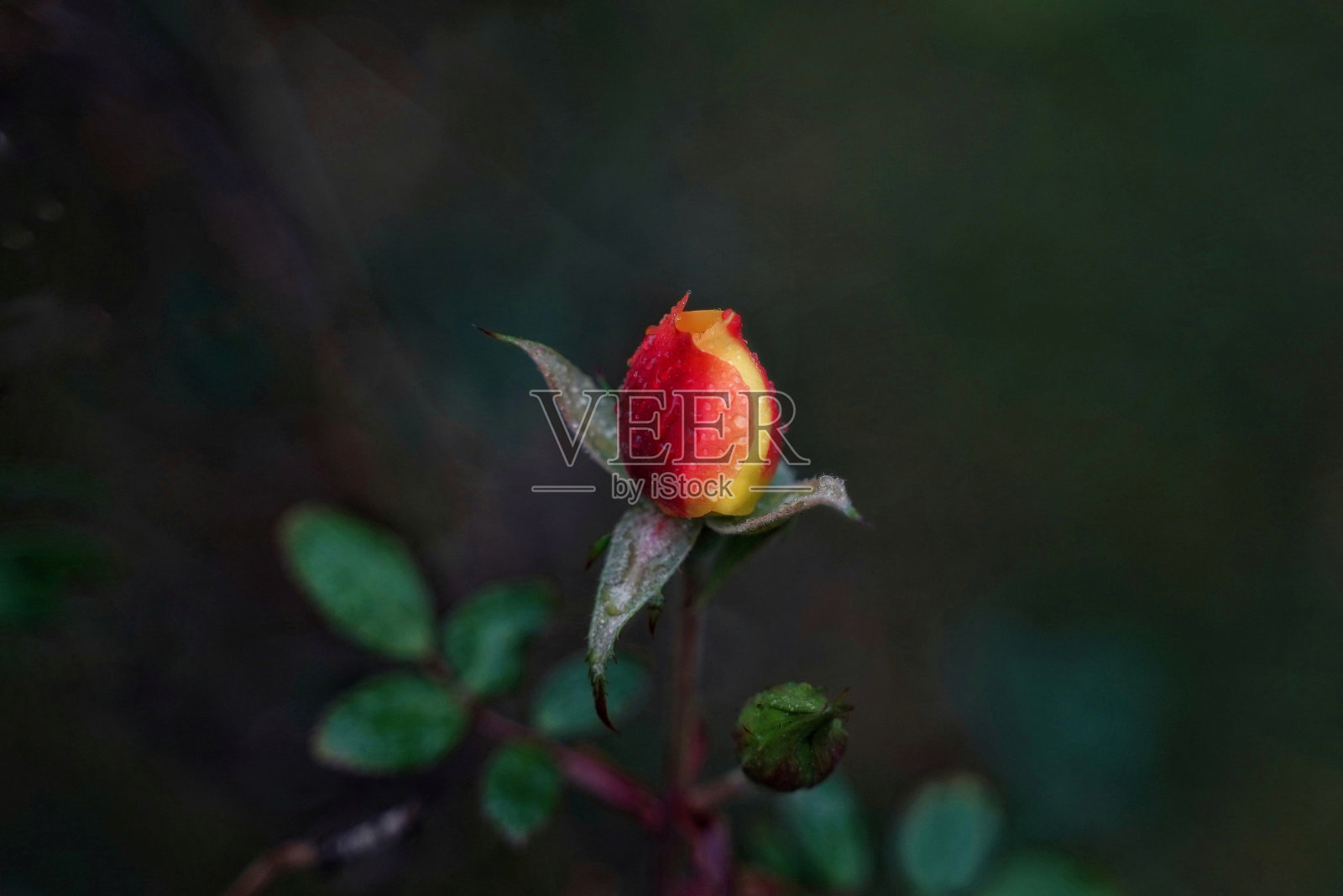 可爱的两色玫瑰花蕾与露珠在花园里照片摄影图片