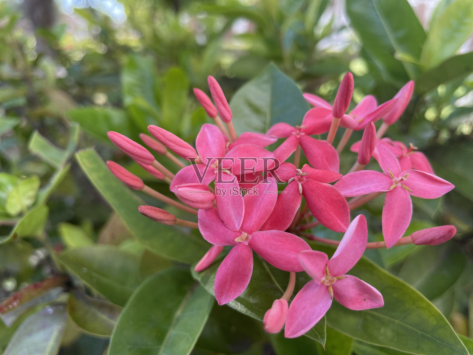 美丽的粉红色花朵照片摄影图片