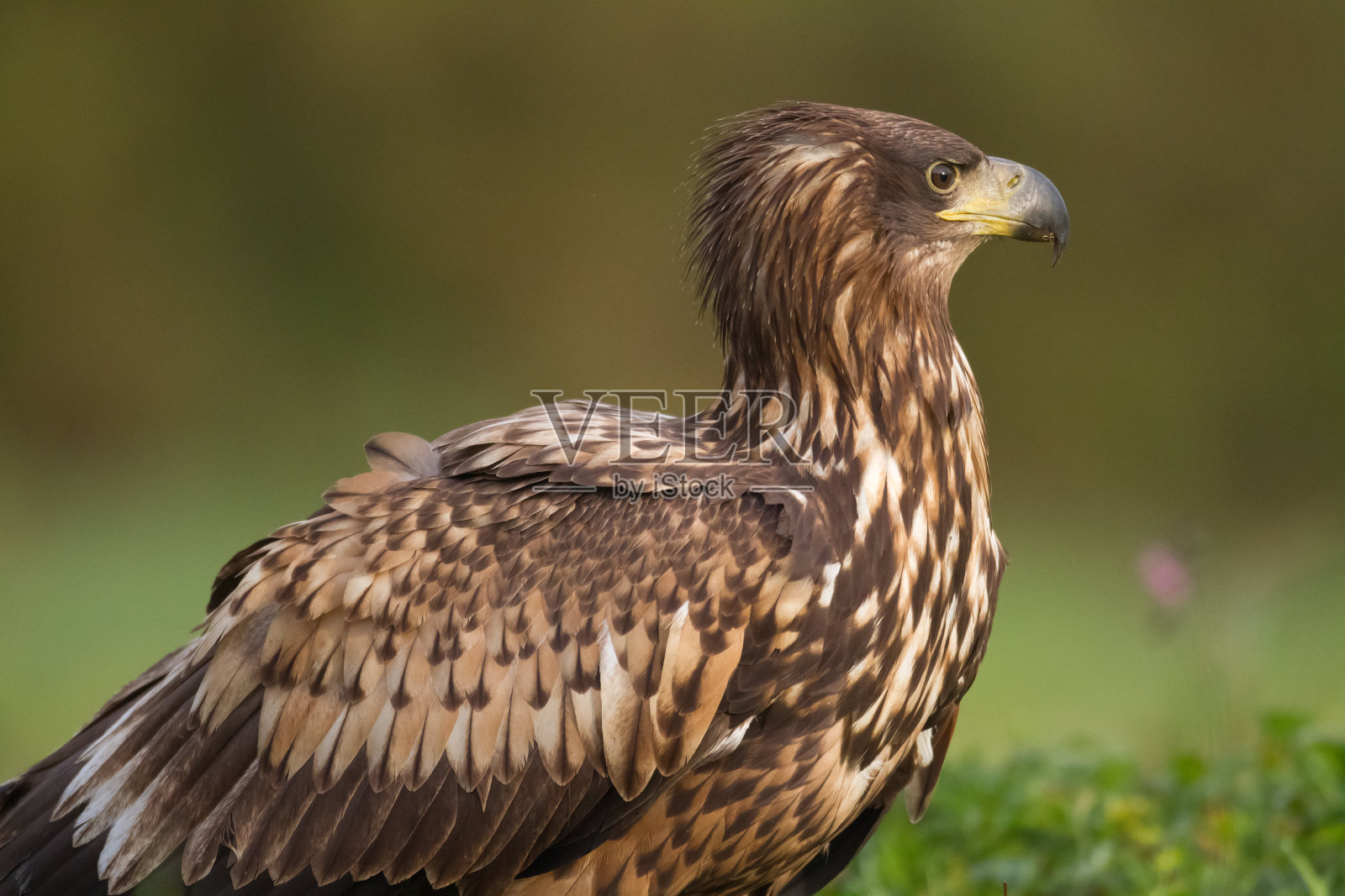 飞翔的雄伟掠食者白尾鹰，波兰野生自然中的白尾鹰照片摄影图片
