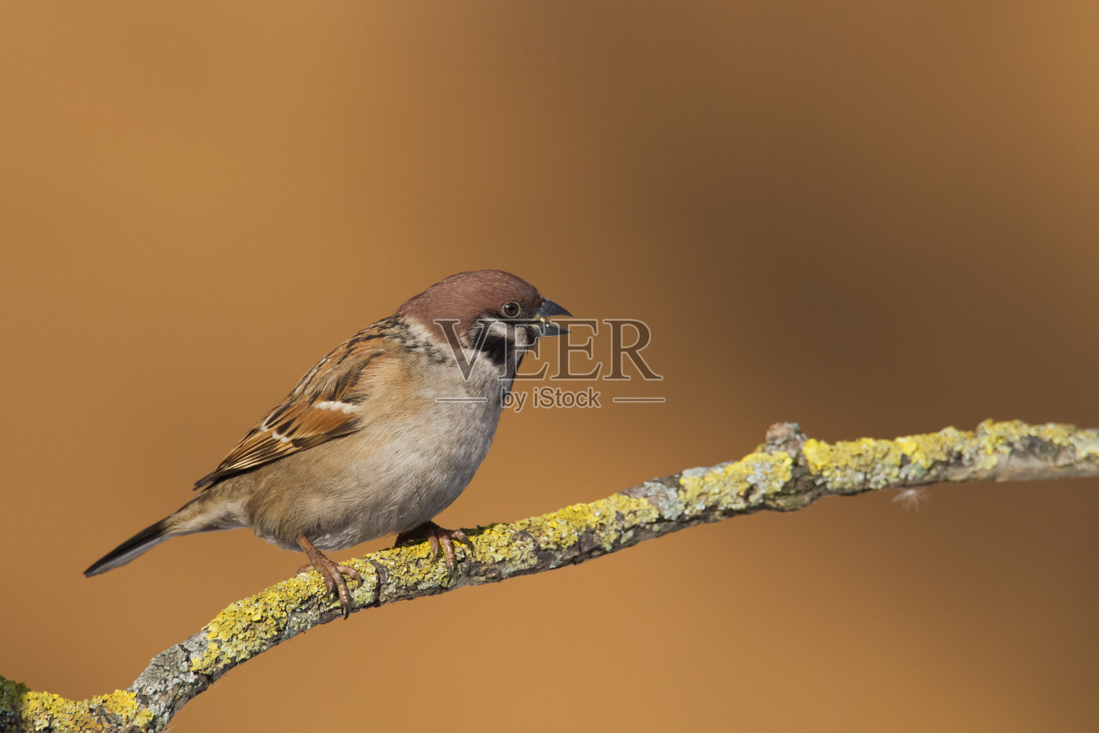 鸟-树雀栖息在树上，蓝色背景，野生动物波兰欧洲，冬季照片摄影图片
