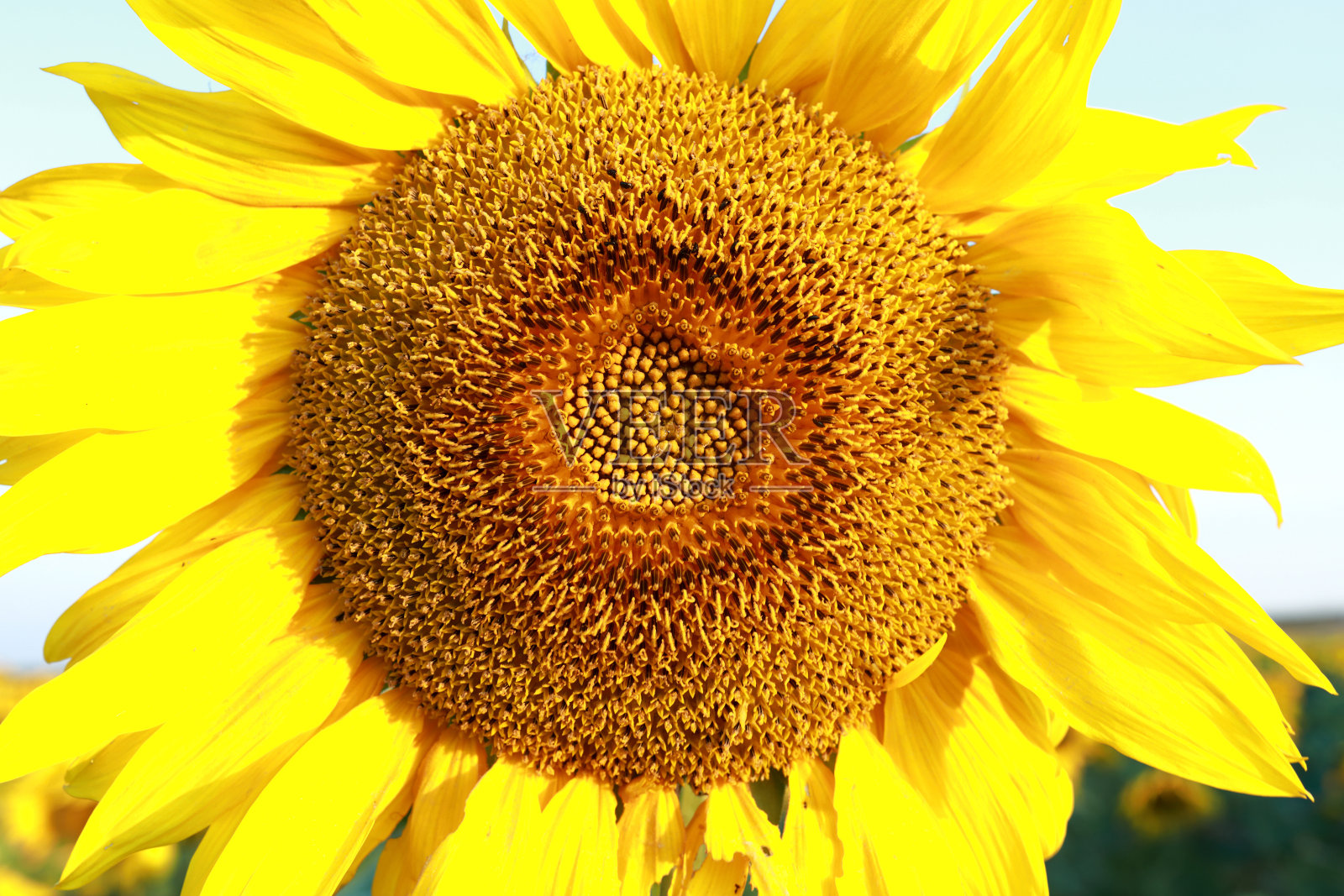 夏天黎明时分的向日葵照片摄影图片