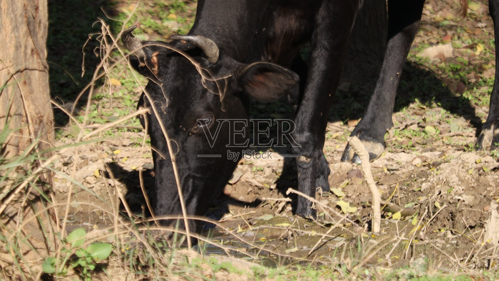 动物喝水照片摄影图片