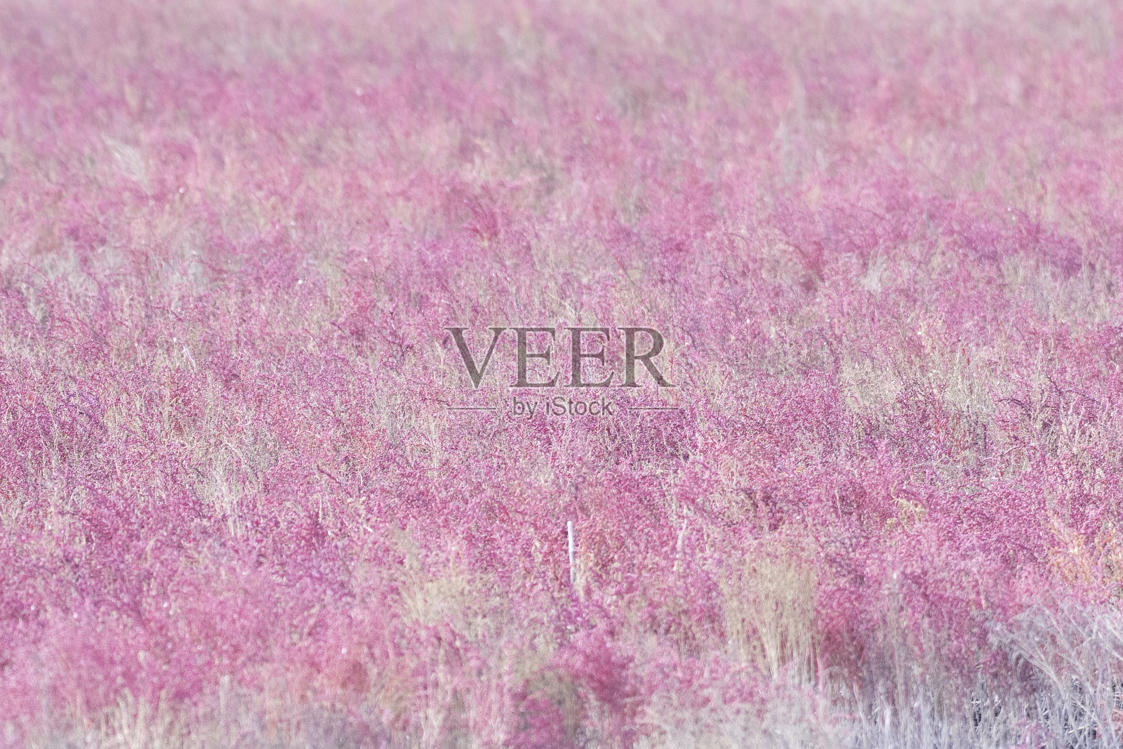 东横滩头上的日本碱蓬照片摄影图片