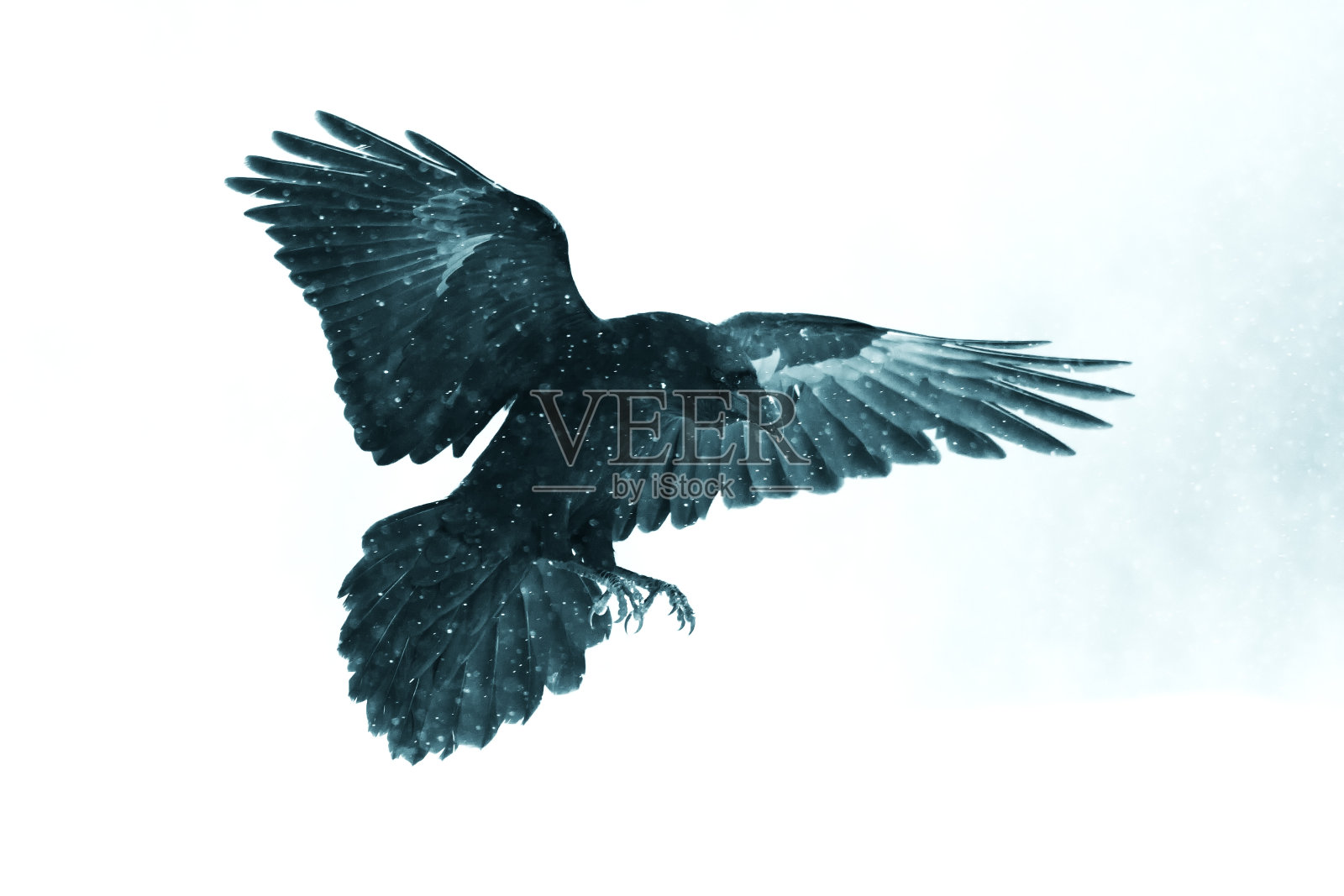 欧洲波兰北部美丽的乌鸦，会飞的鸟，黑色的过滤器——helloween照片摄影图片