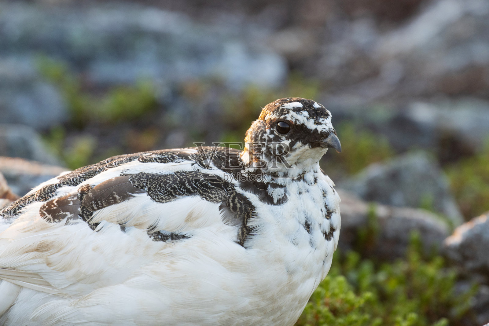 Close-up portrait of a Rock ptarmigan during a beautiful sunset in Kiilopää fell, Finland.照片摄影图片