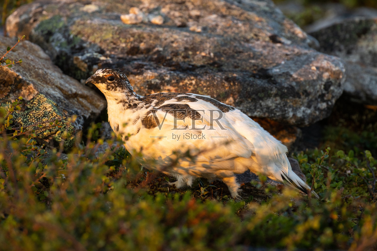 芬兰乌尔霍·凯科宁国家公园，夏季日出时，岩雷鸟在岩石表面行走照片摄影图片