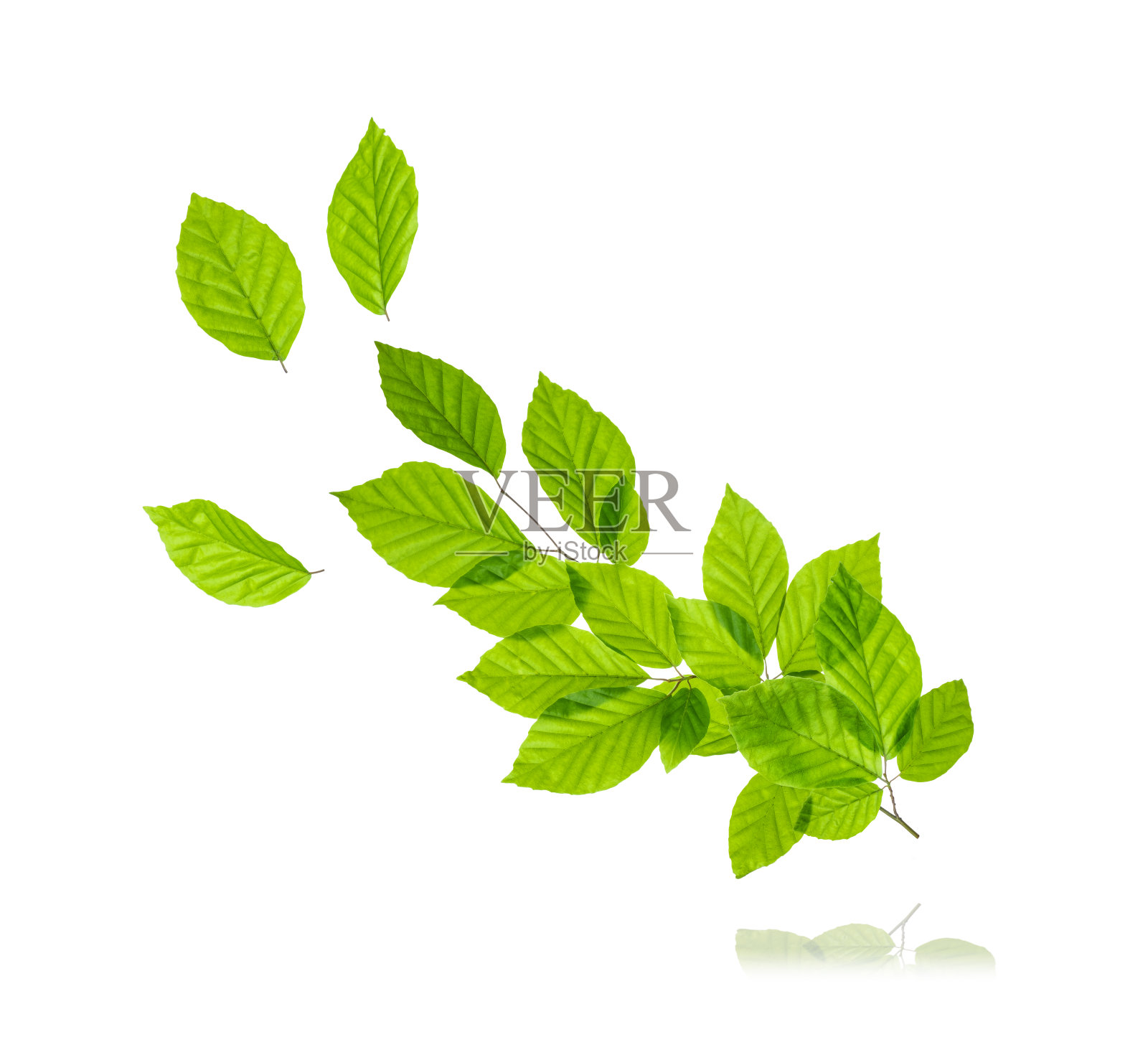 白色背景上的绿色树叶枝条照片摄影图片