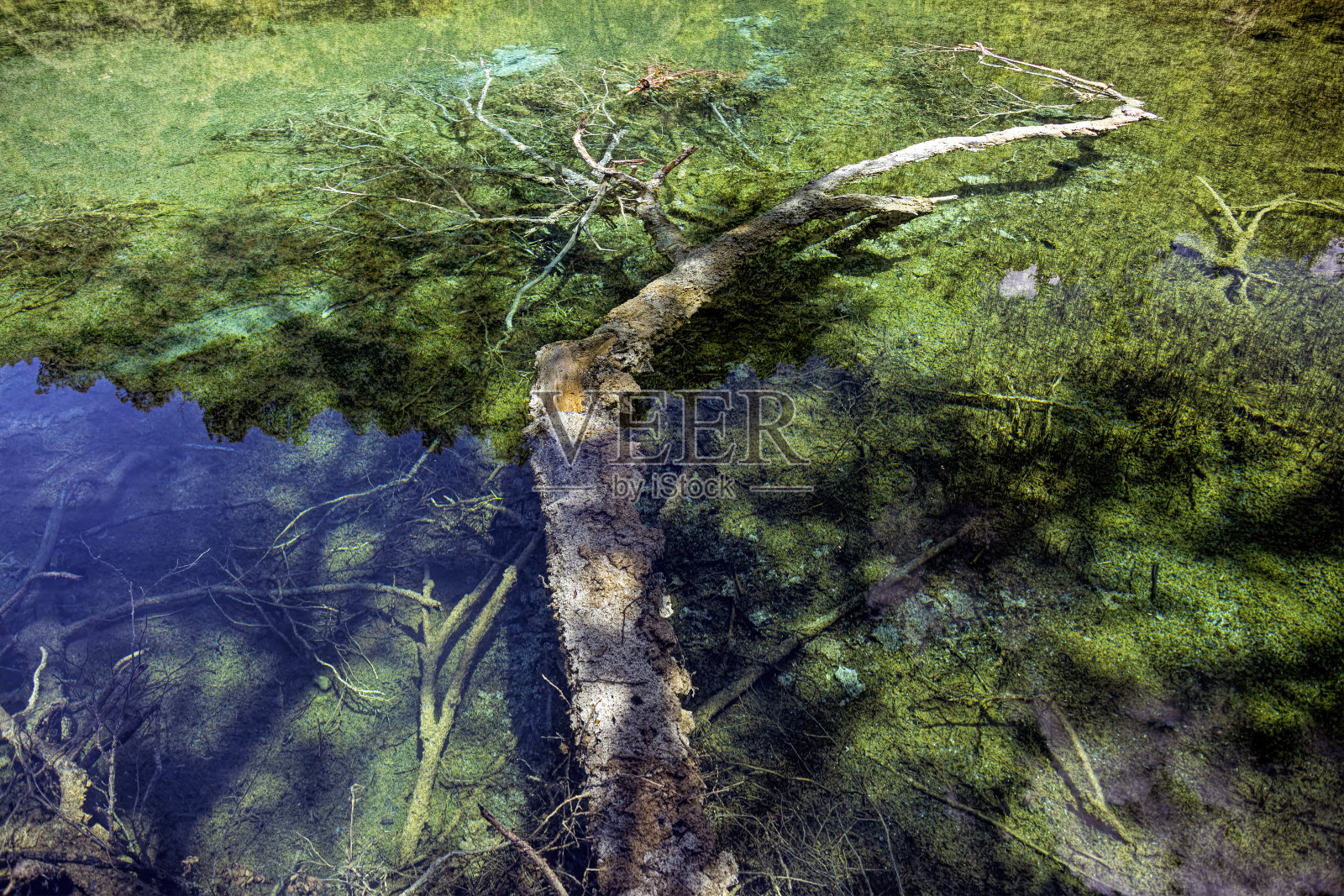 有清澈的湖水和古树的湖照片摄影图片