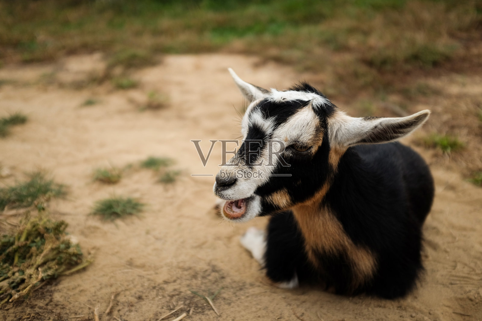 咀嚼山羊照片摄影图片