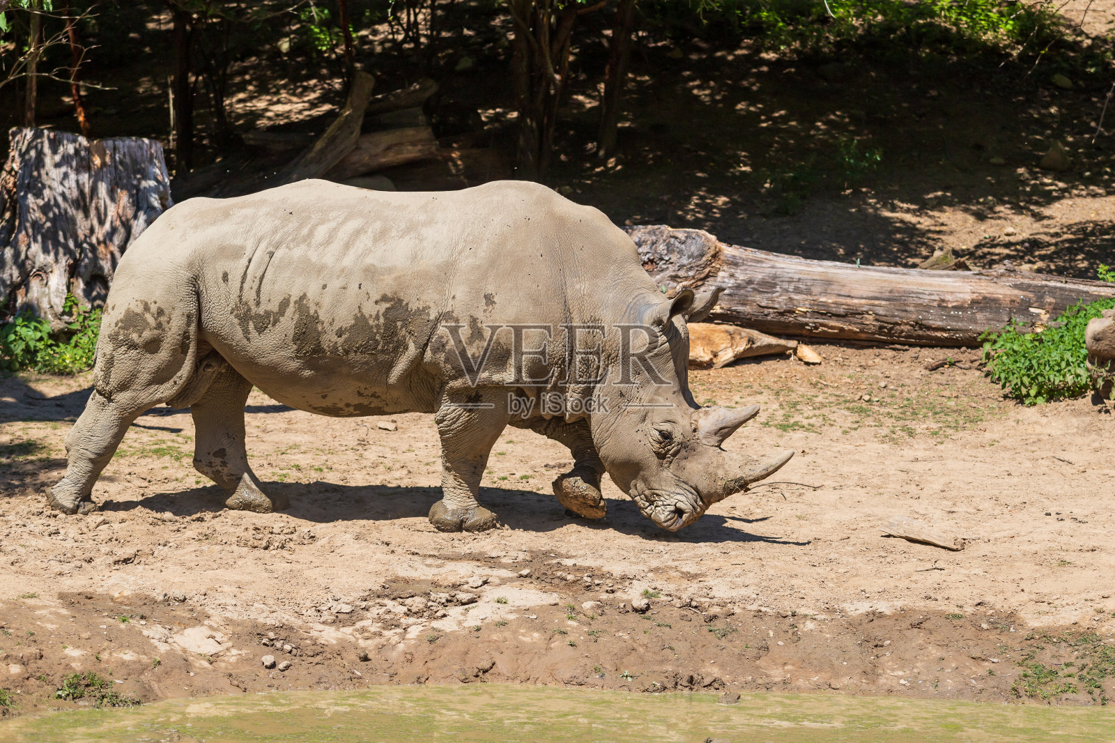 钝鼻犀牛——角鼻犀在树下的草地上奔跑。照片摄影图片