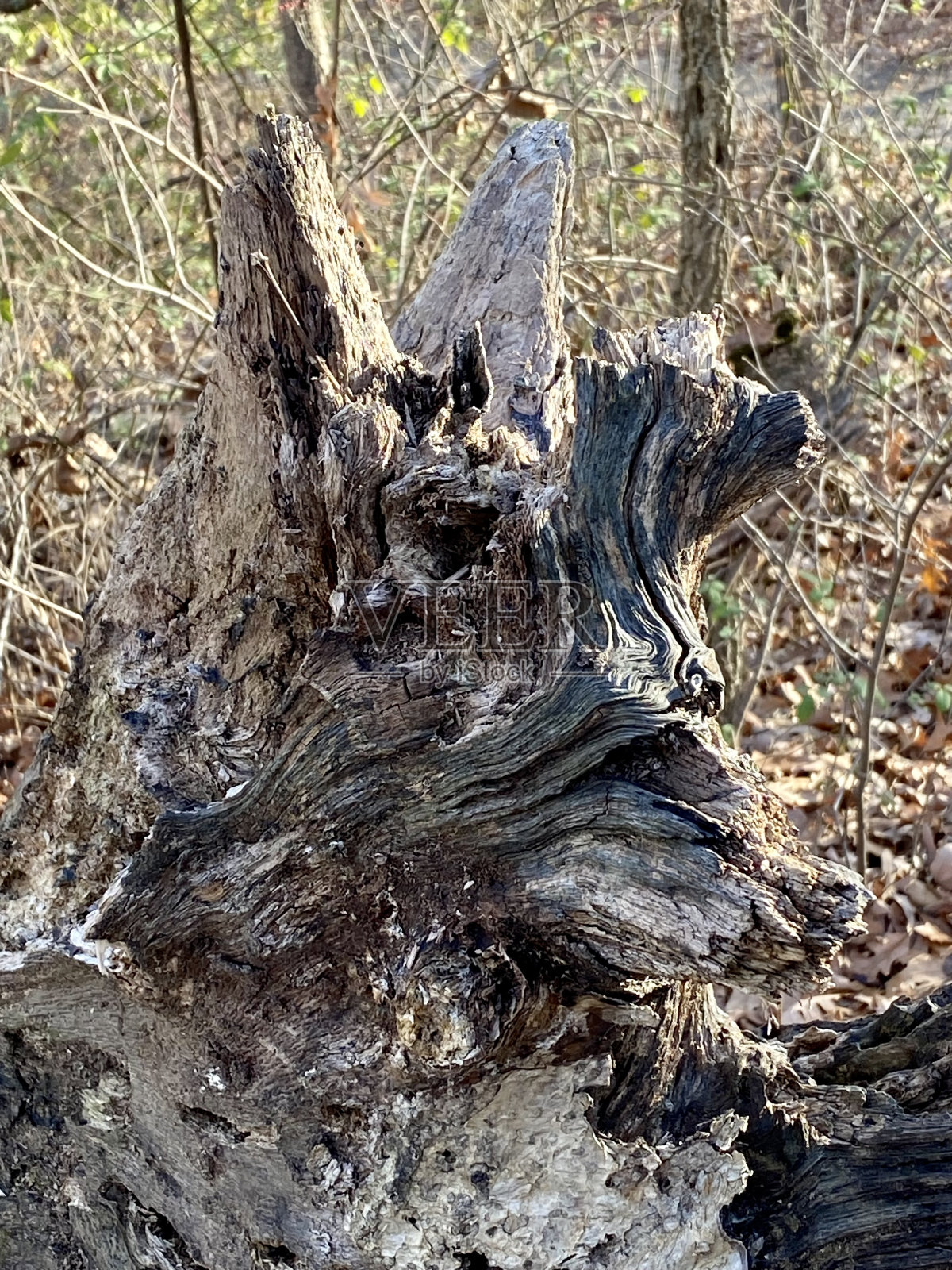 汪,汪照片摄影图片
