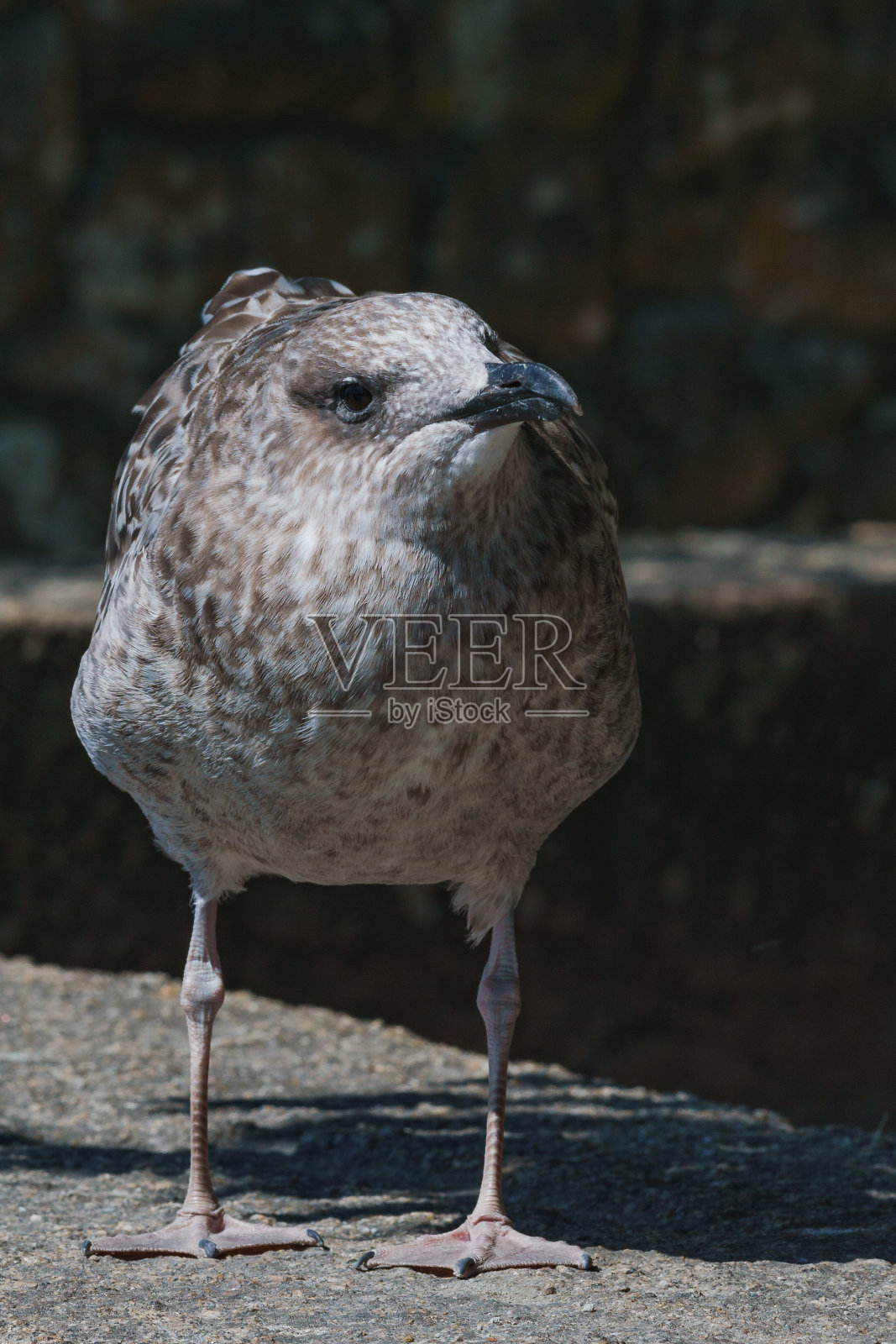 一只年轻的海鸥站在墙上盯着摄像机照片摄影图片