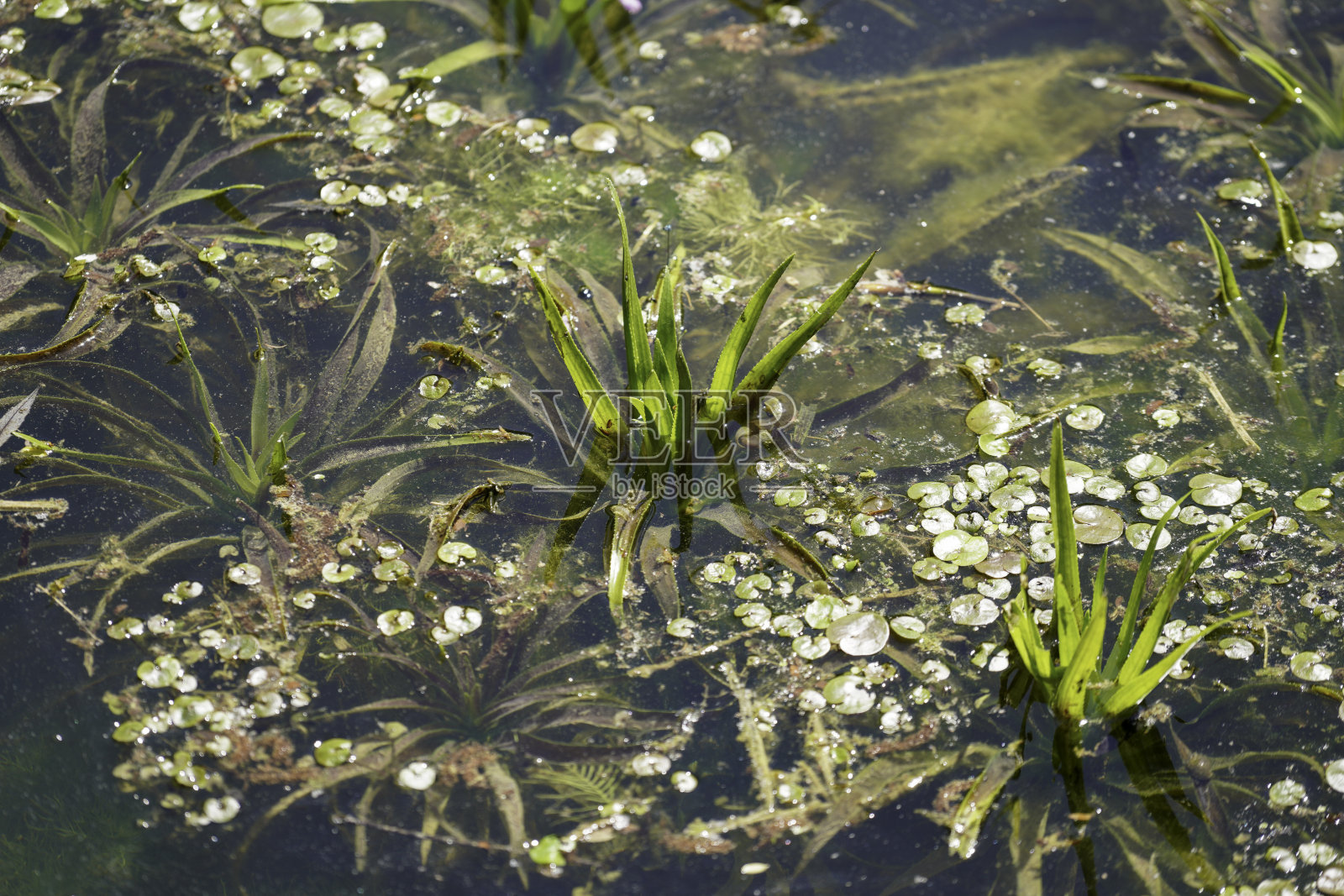 在气候灾难和全球变暖中，保护水是重要的照片摄影图片