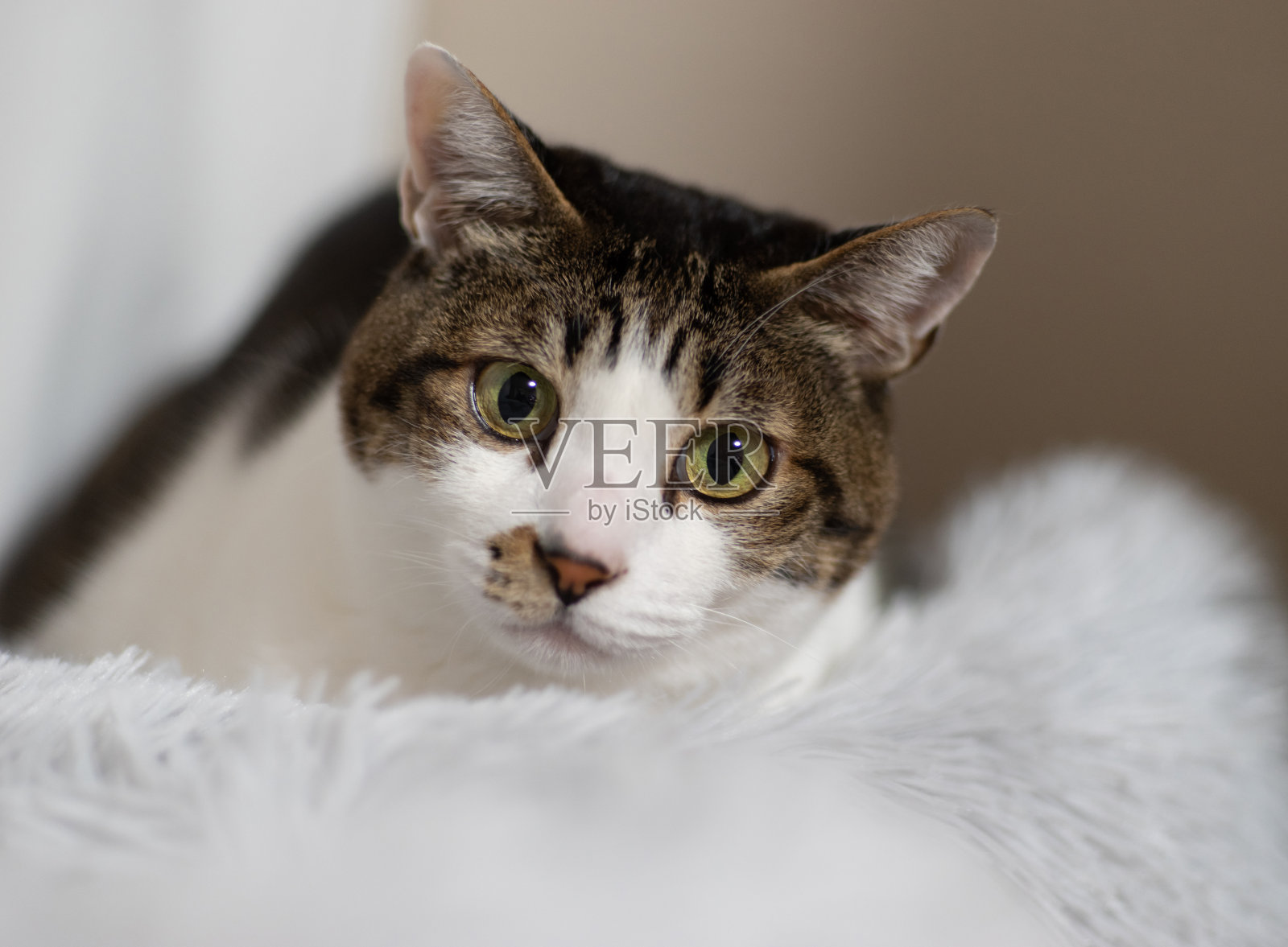 盯着猫照片摄影图片