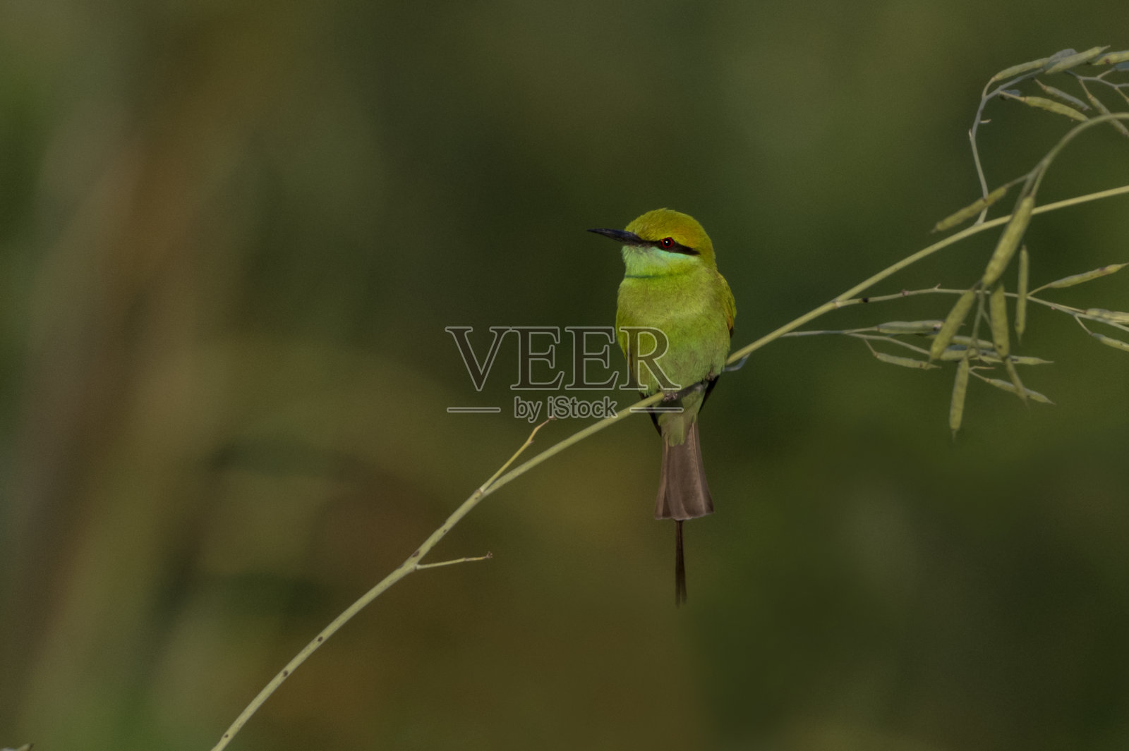 模糊背景中的食蜂者，野生动物中美丽的绿色食蜂者，栖息地中的绿色食蜂者照片摄影图片