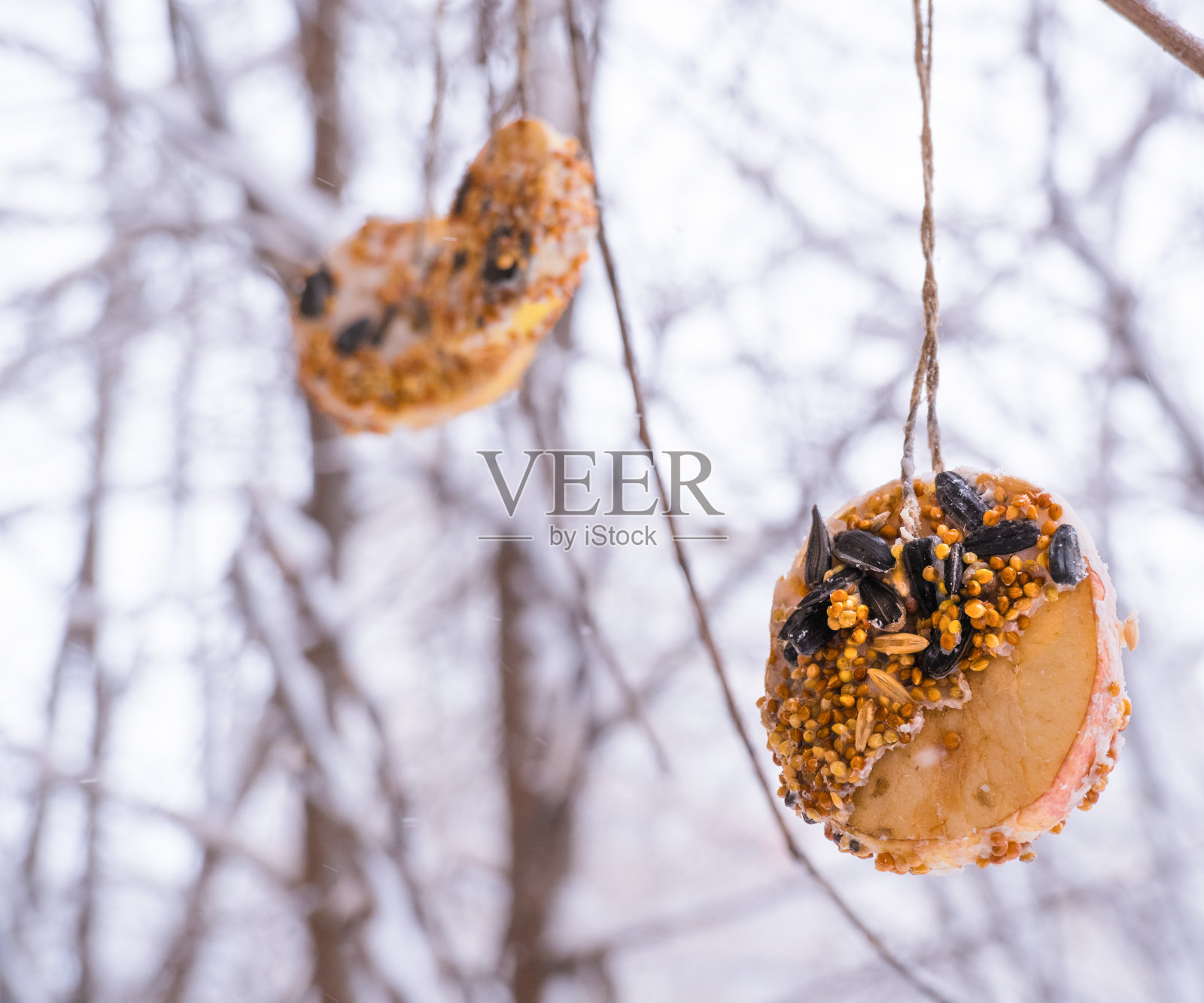 冬天用苹果和南瓜的种子自制喂鸟器。照片摄影图片