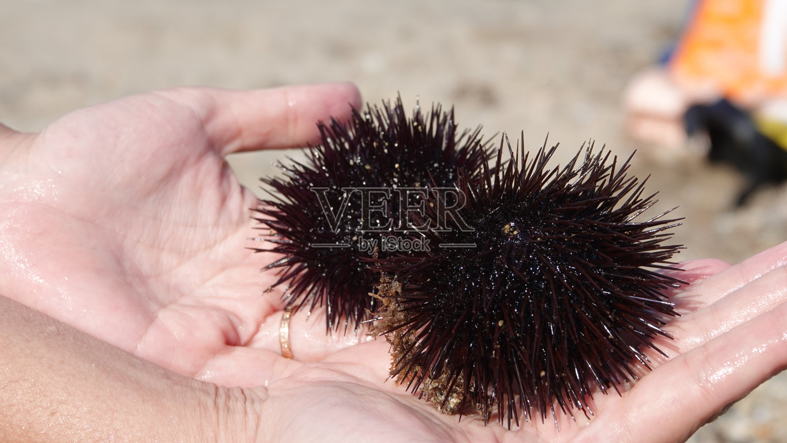 海滩上的一位女士抱着两只中等大小、活泼的小海胆照片摄影图片